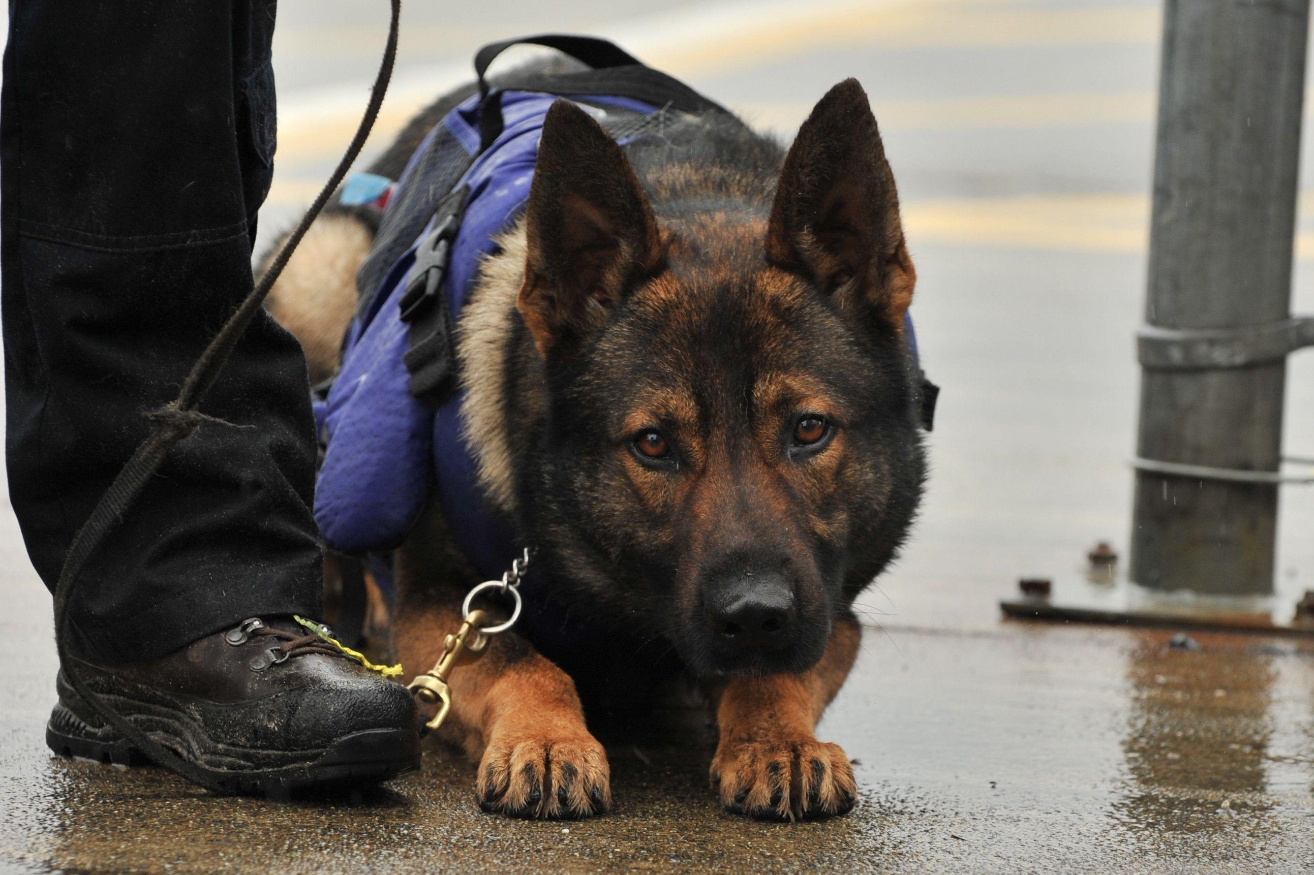 Police Dogs Wallpapers Wallpaper Cave