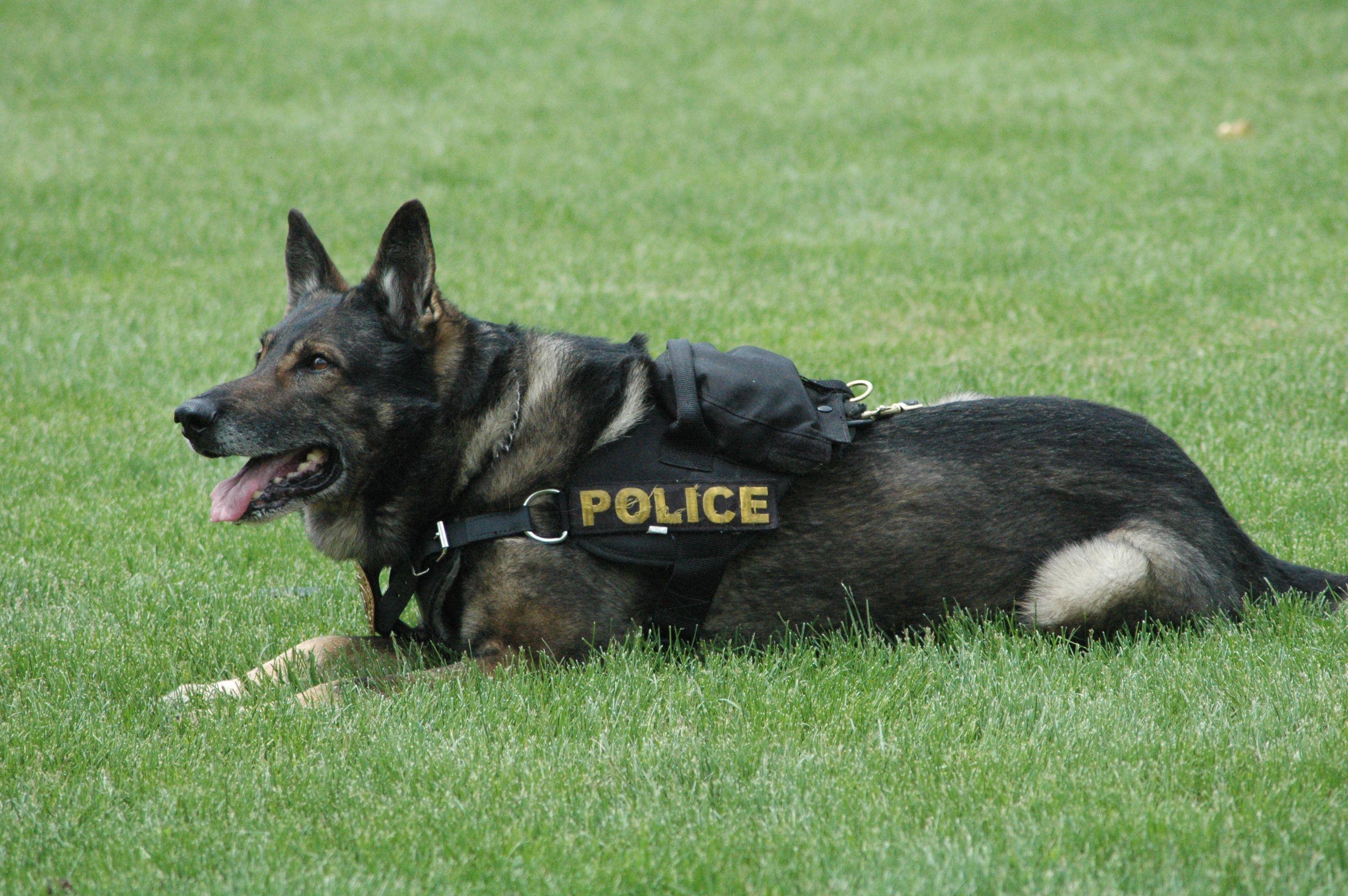Police Dogs Wallpapers Wallpaper Cave