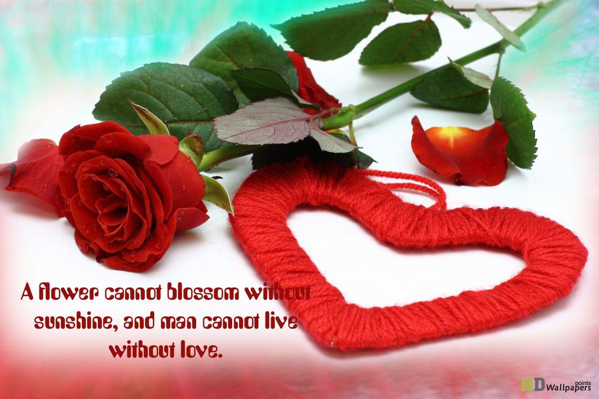 Good Morning Rose Wallpapers Wallpaper Cave