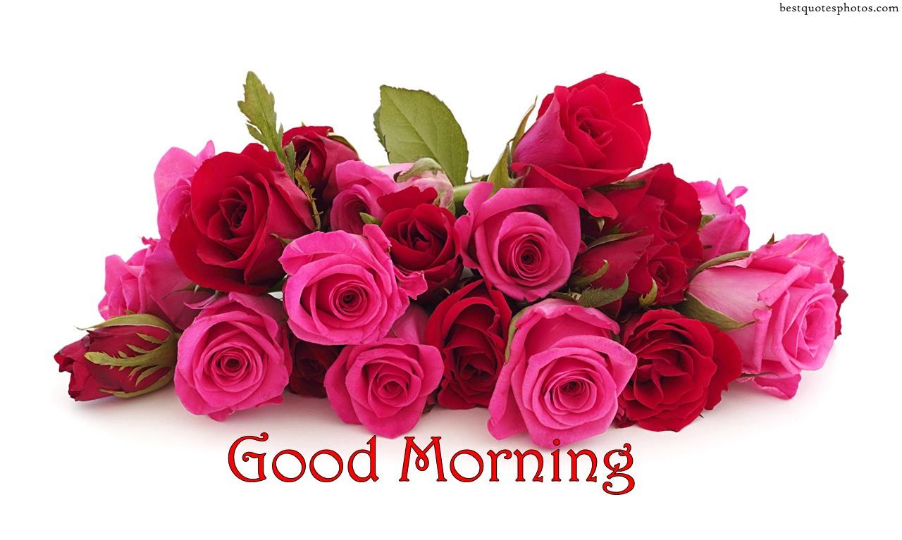 Red Rose Flower Good Morning Image Best Flower Site