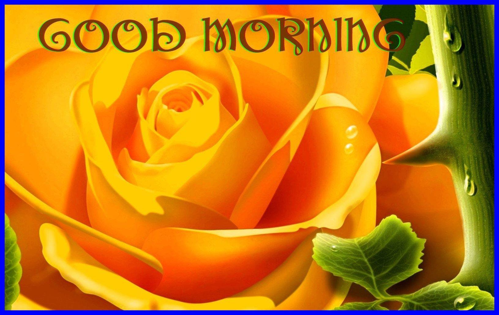 Good Morning Rose Wallpapers Wallpaper Cave