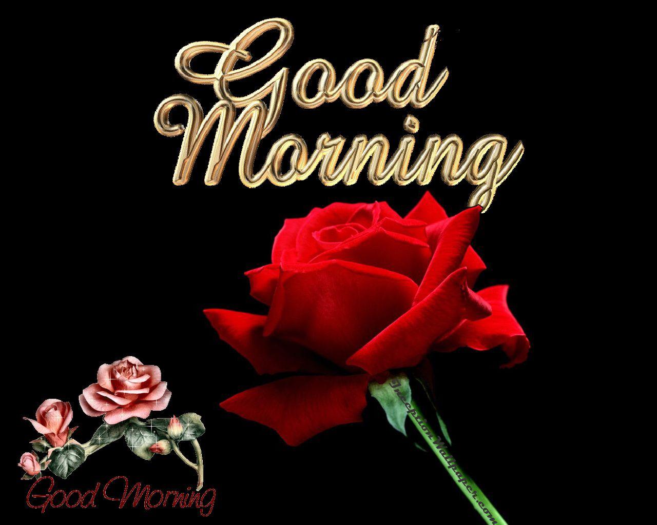 Good Morning Rose Wallpapers Wallpaper Cave