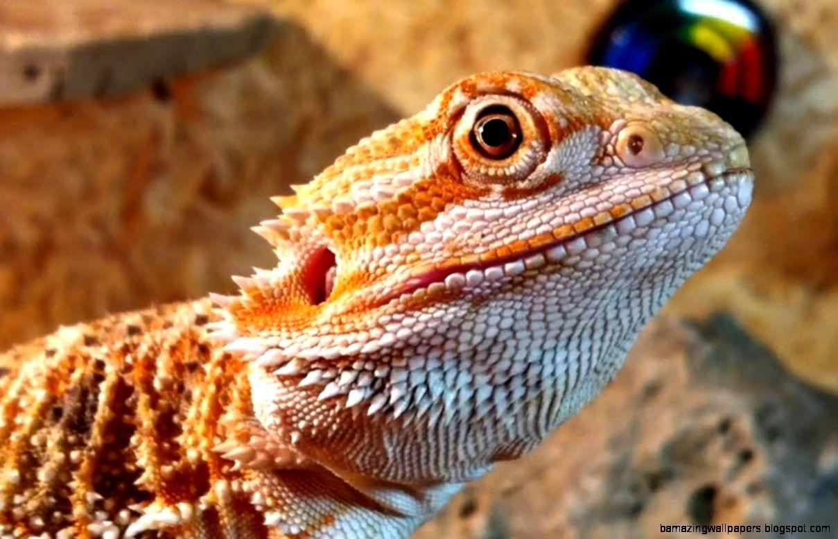 bearded dragon wallpaper cave