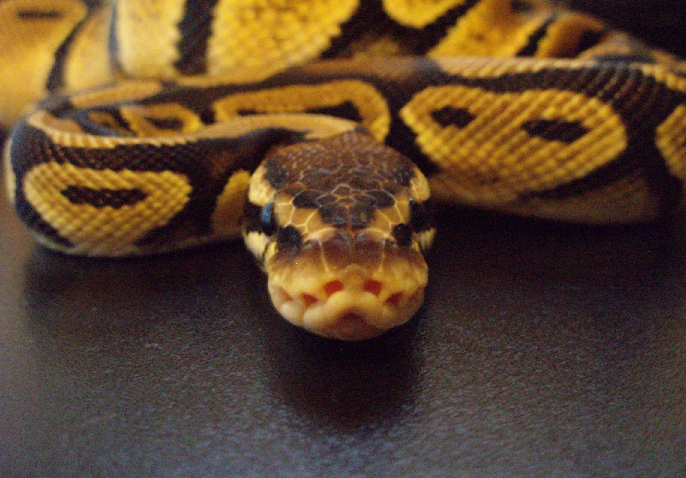 Ball Python Wallpapers Wallpaper Cave
