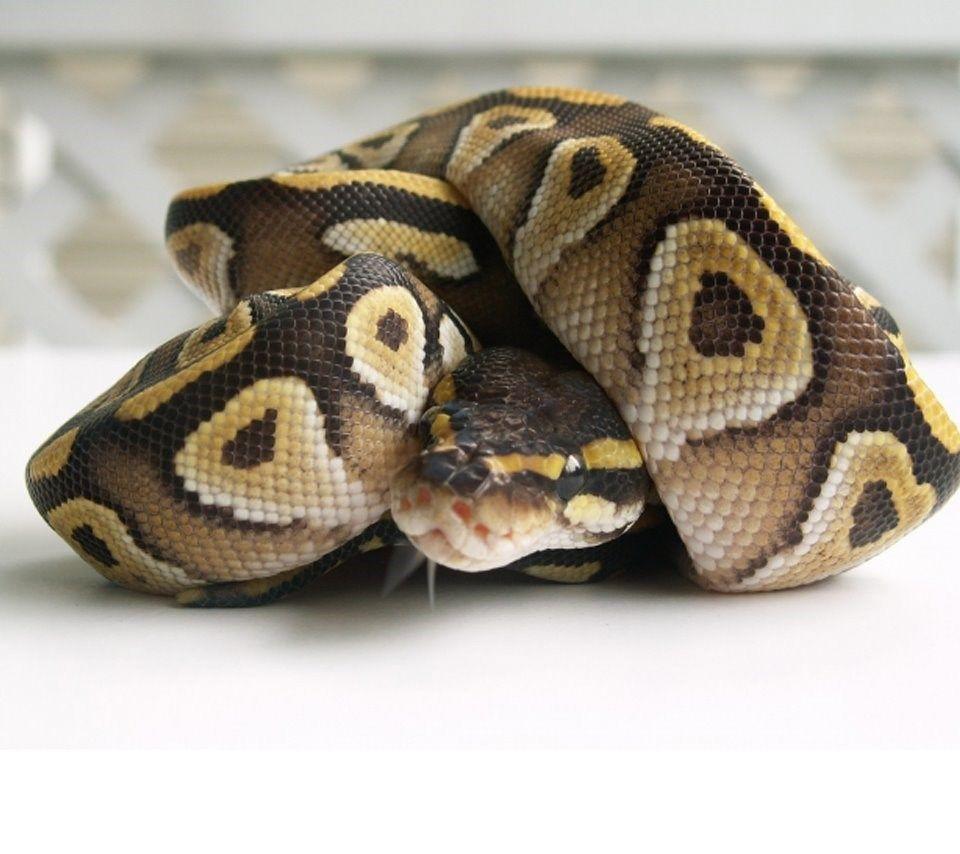 Ball Python Wallpapers Wallpaper Cave
