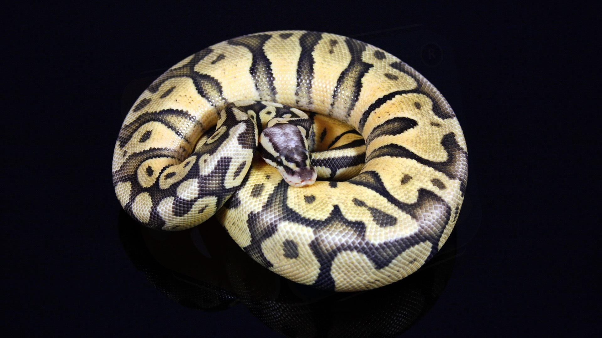 Ball Python Wallpapers Wallpaper Cave