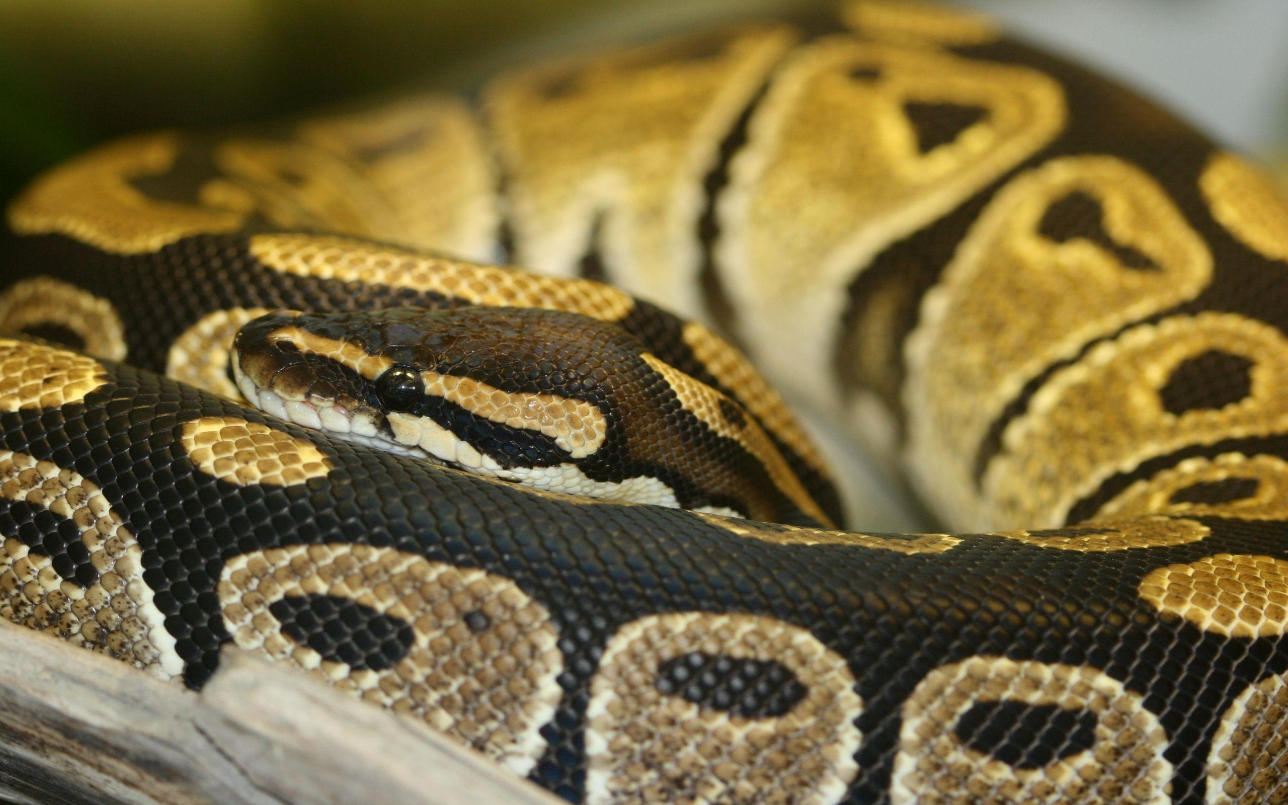 Ball Python Wallpapers Wallpaper Cave