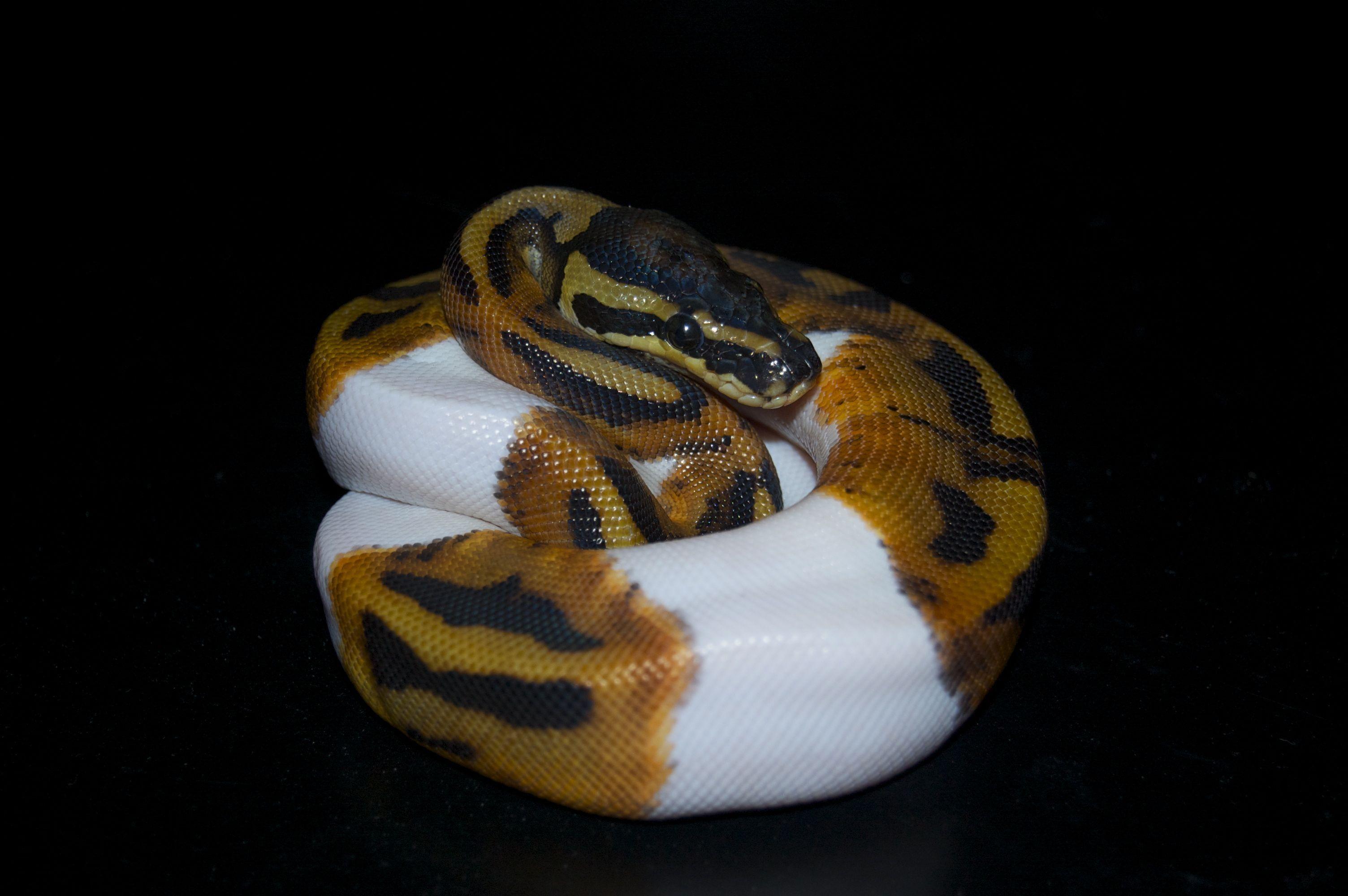 Ball Python Wallpapers Wallpaper Cave