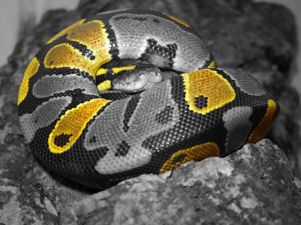 Ball Python Wallpapers Wallpaper Cave