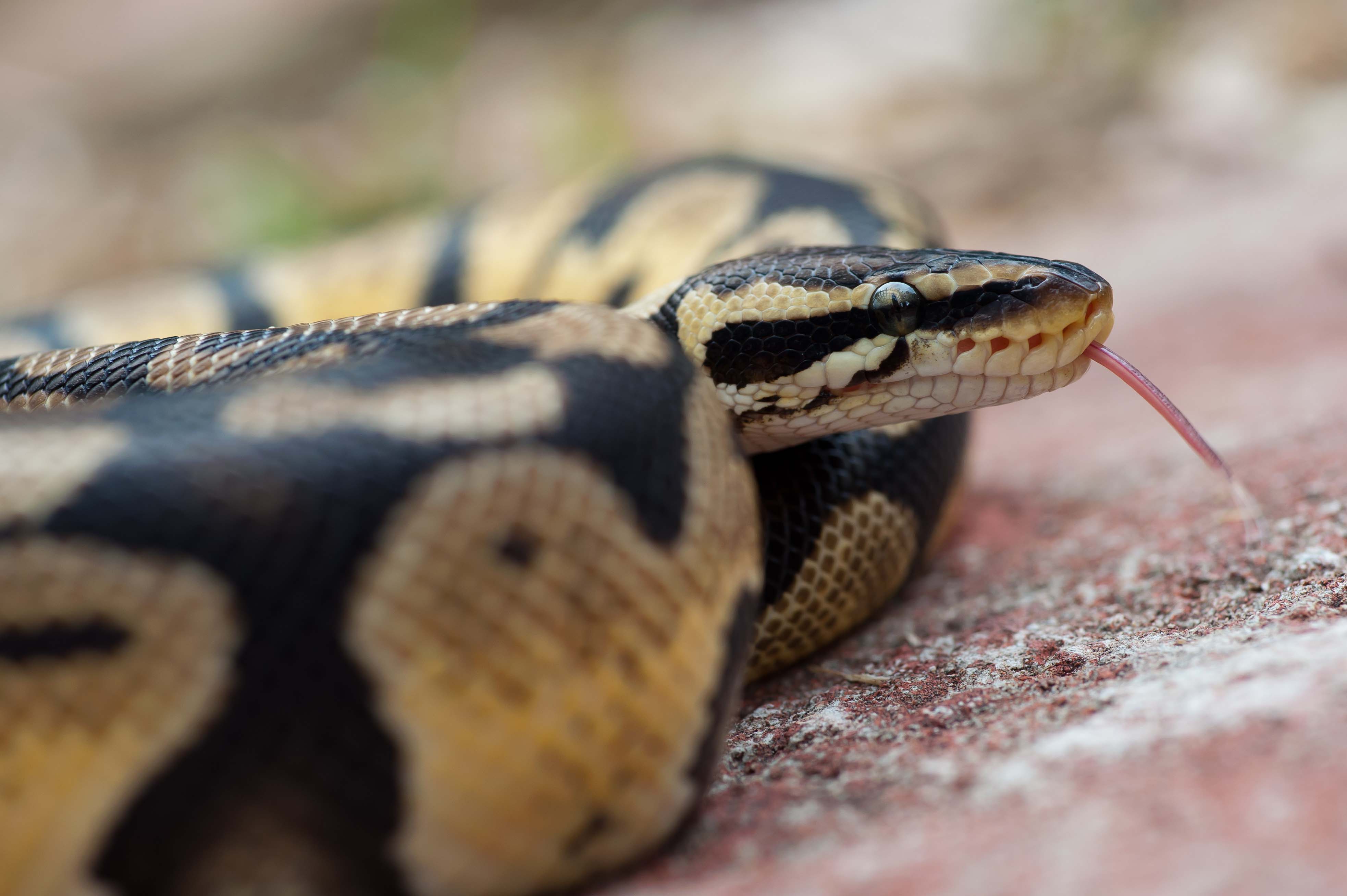 Ball Python Wallpapers Wallpaper Cave