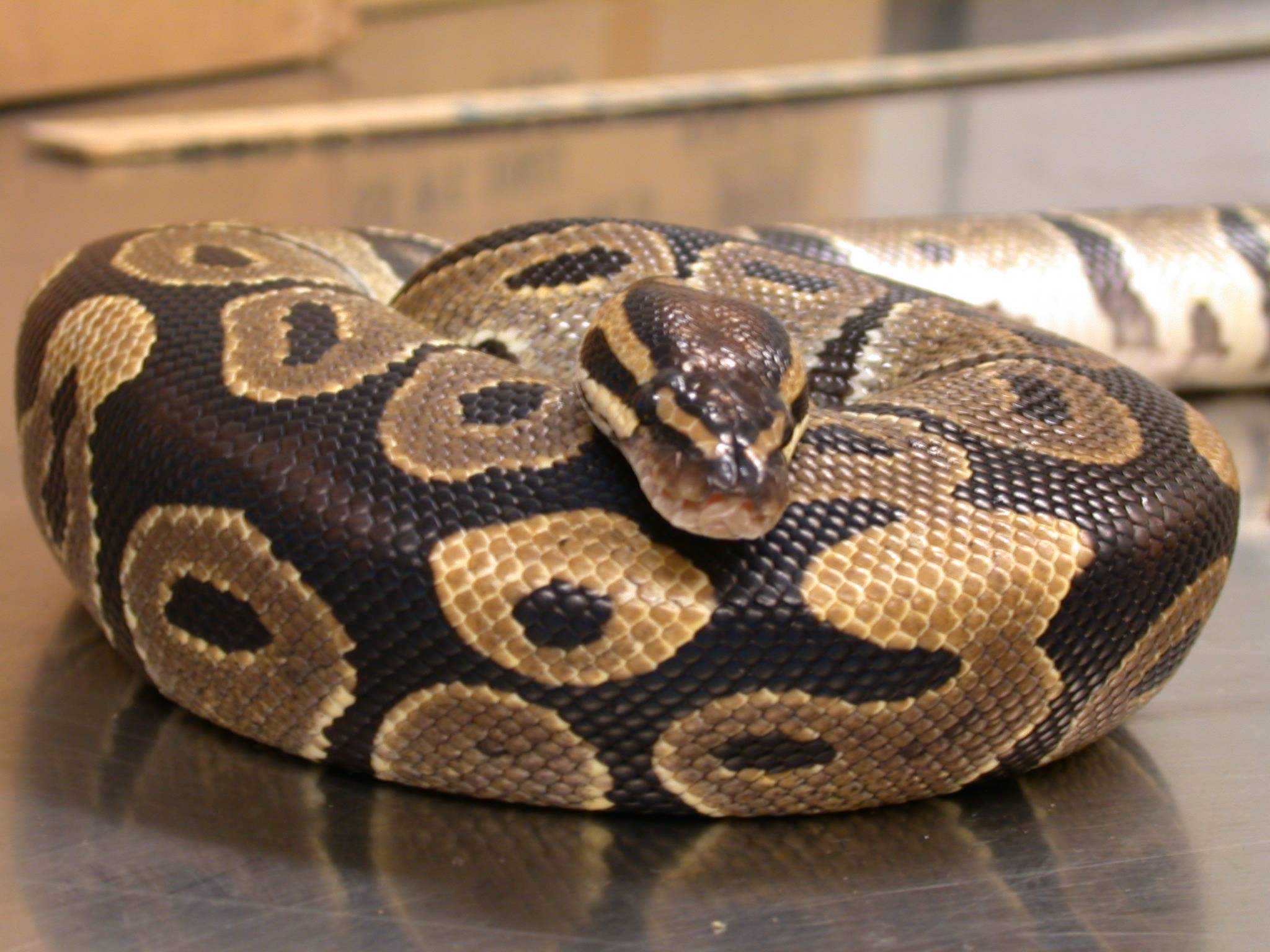 Ball Python Wallpapers Wallpaper Cave