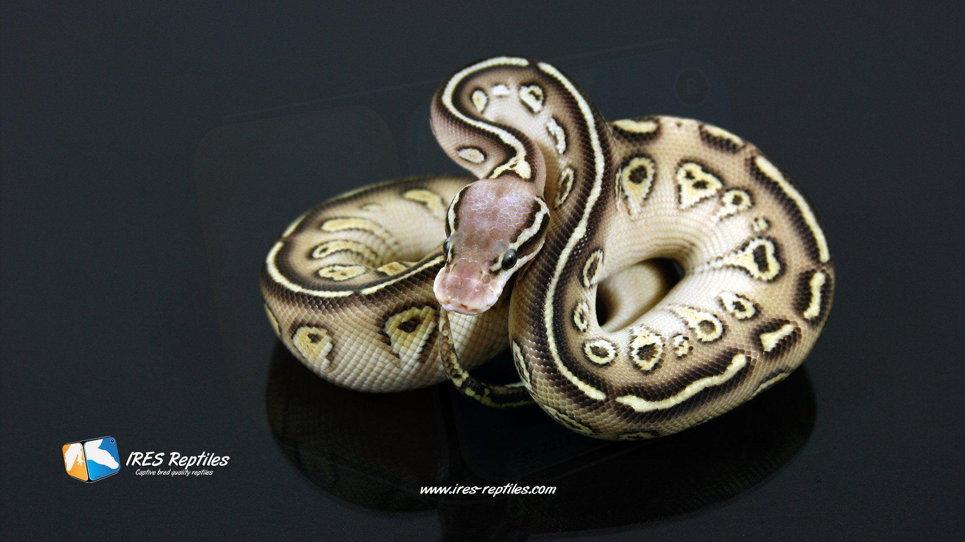 Ball Python Wallpapers Wallpaper Cave