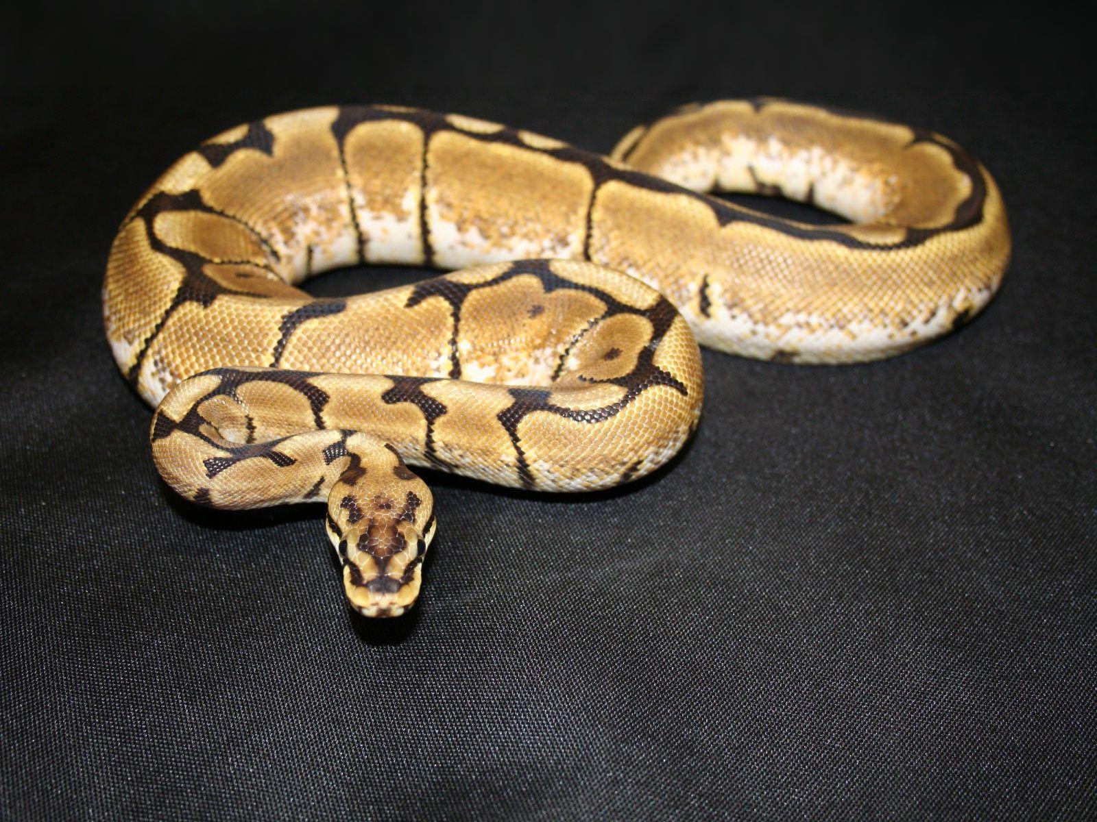 Ball Python Wallpapers Wallpaper Cave