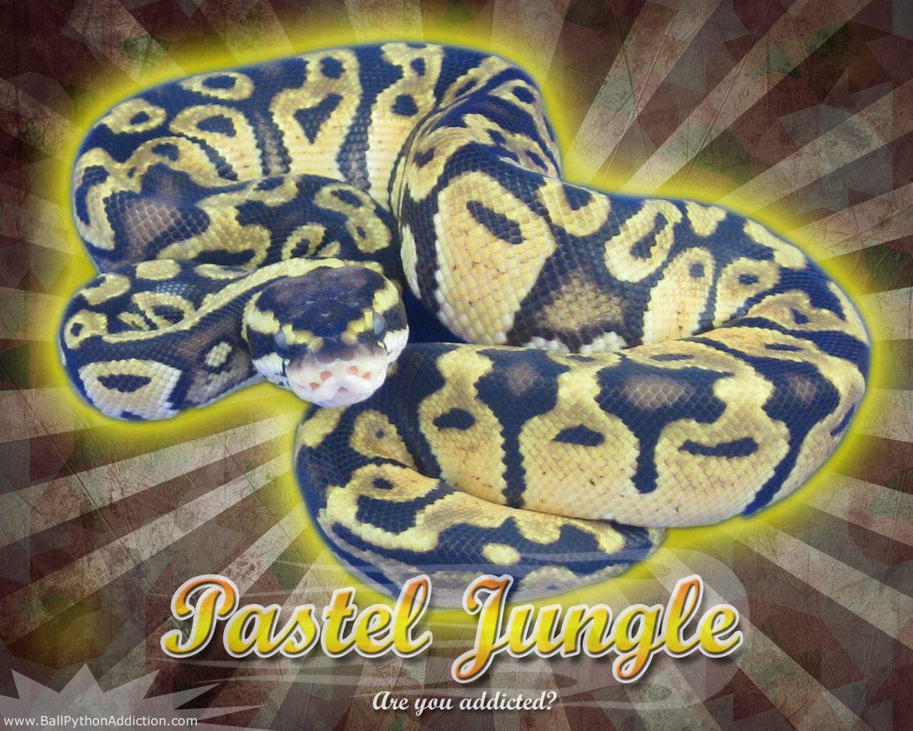 Ball Python Wallpapers Wallpaper Cave