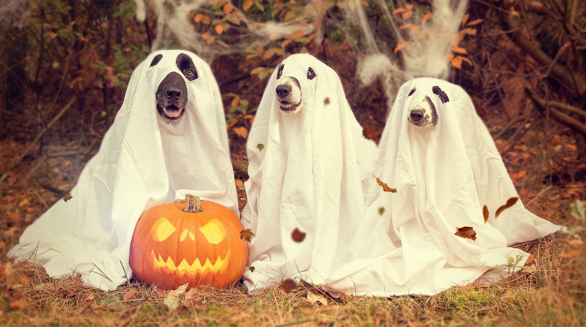Halloween Dogs Wallpapers Wallpaper Cave