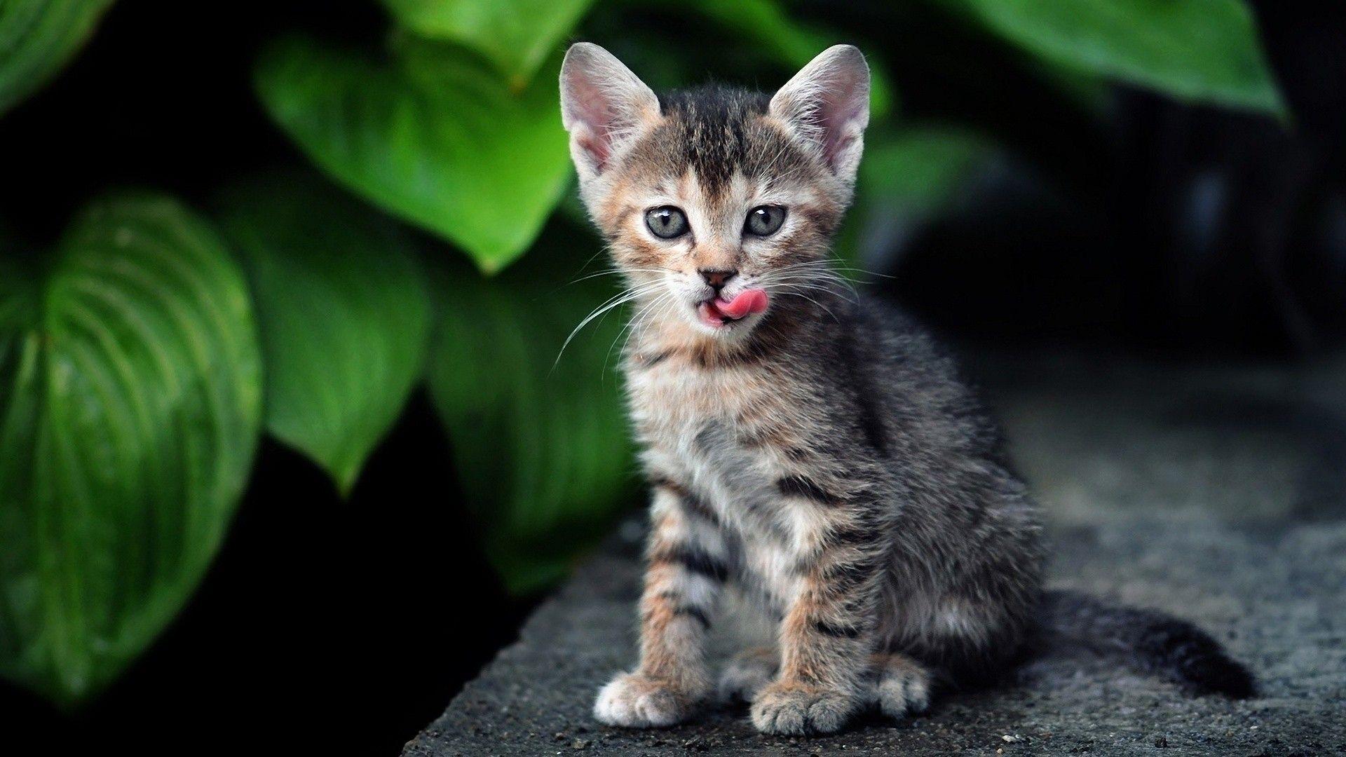 Tabby Cat Wallpapers Wallpaper Cave