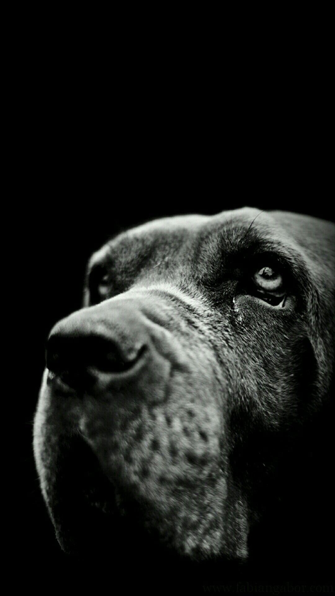 Black Dogs Wallpapers Wallpaper Cave