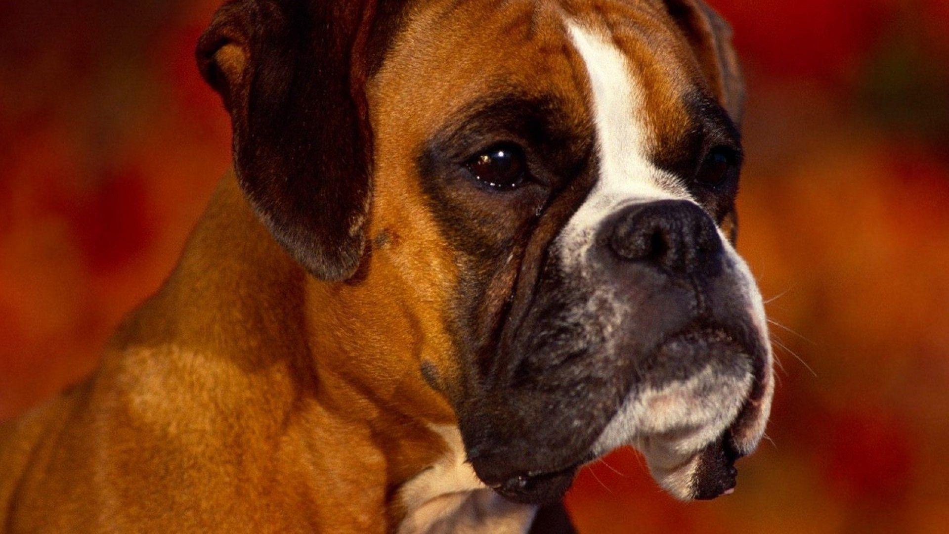 Boxer Dogs Wallpapers Wallpaper Cave