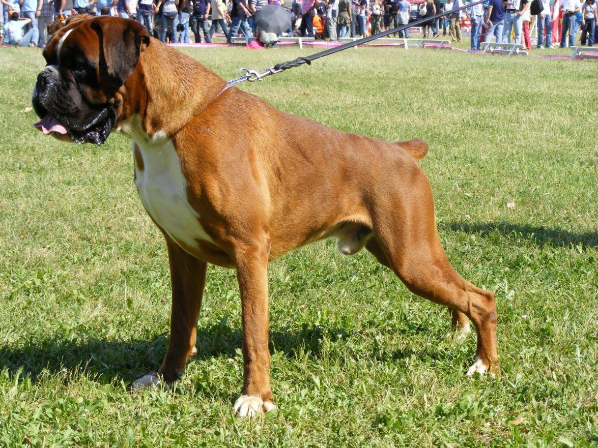 Boxer Dogs Wallpapers Wallpaper Cave