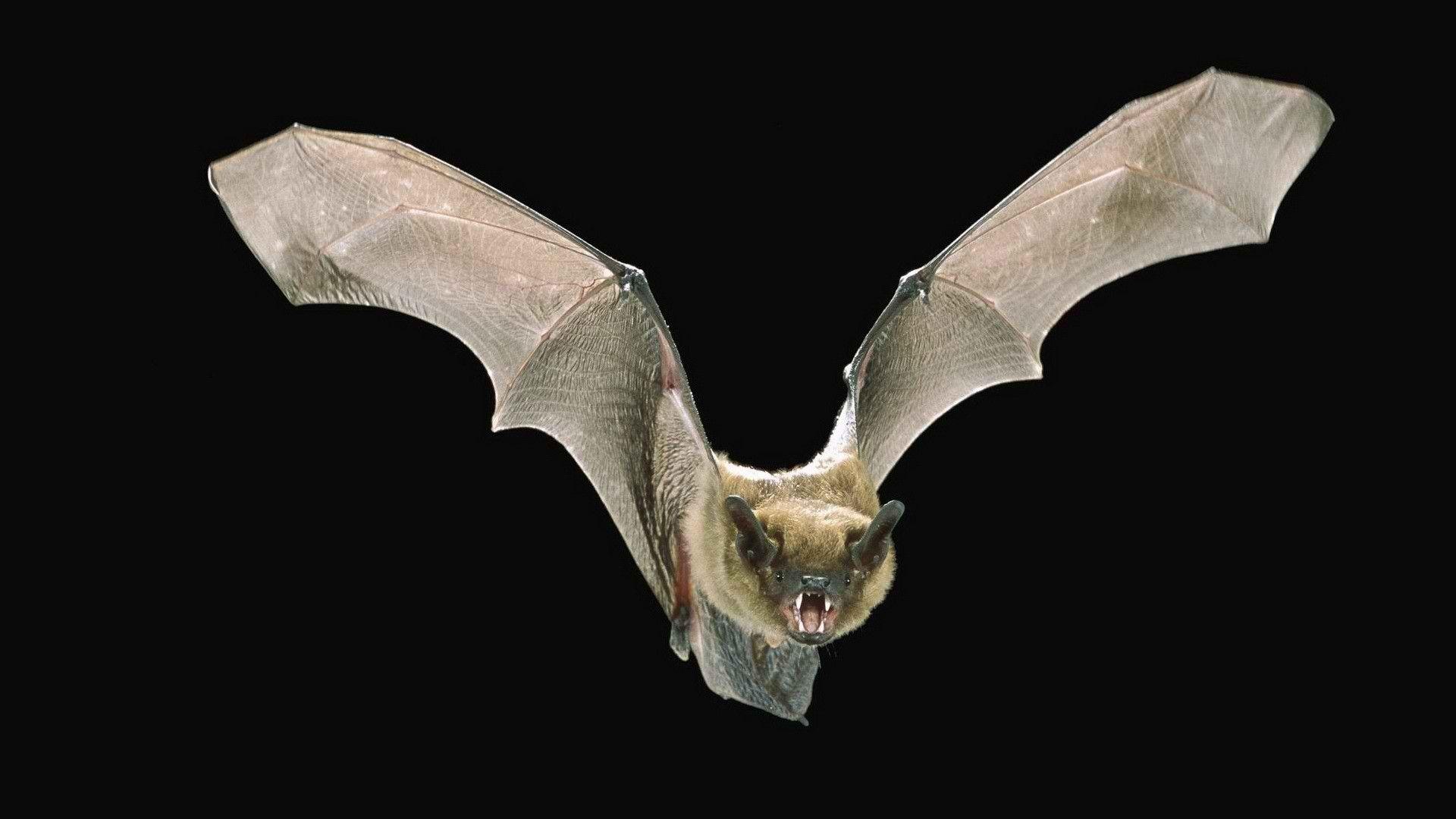 Bat Animal Wallpapers Wallpaper Cave