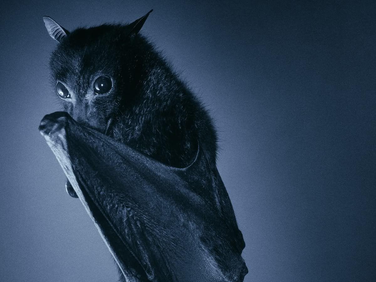 Bat Animal Wallpapers Wallpaper Cave