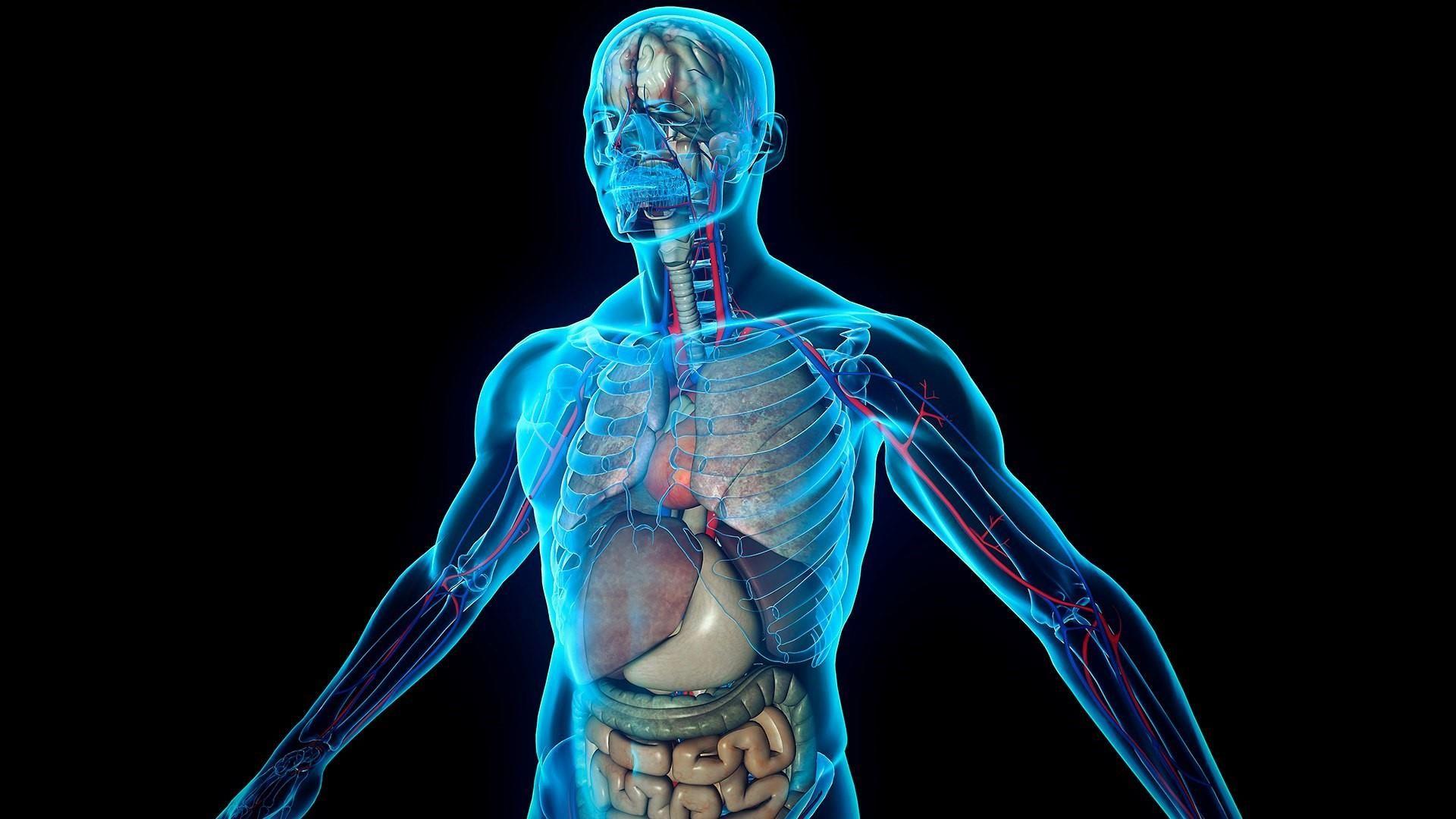 Human Anatomy Wallpapers Wallpaper Cave