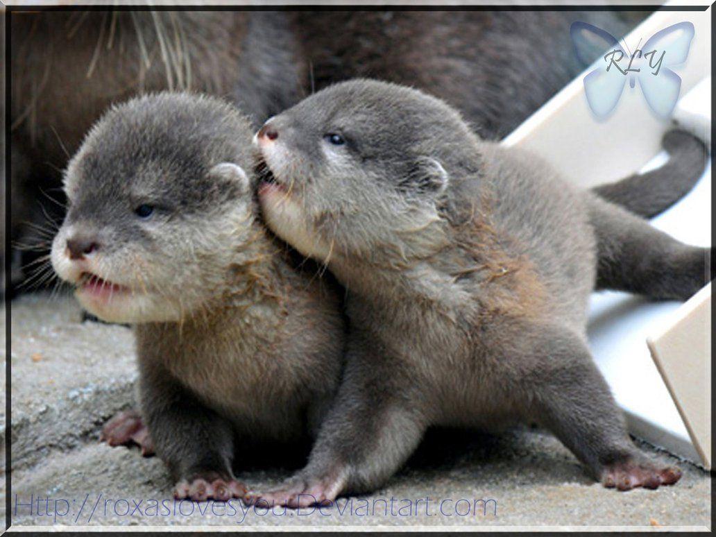 Cute Otter Wallpapers Wallpaper Cave