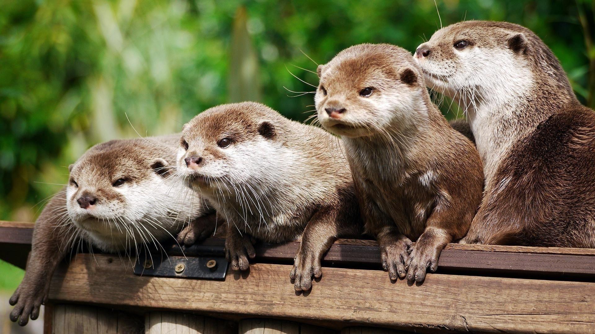 Cute Otter Wallpapers Wallpaper Cave