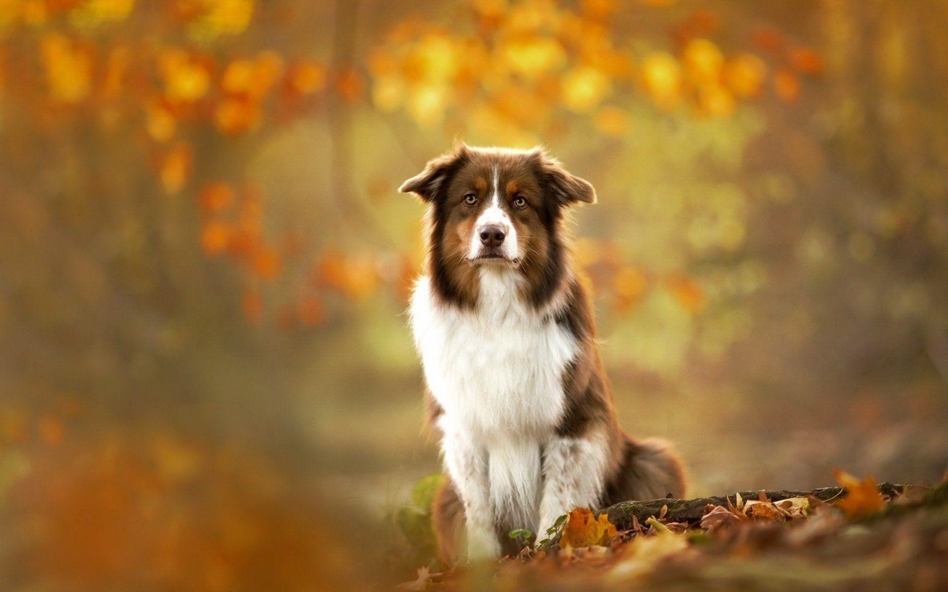 Australian Shepherds Wallpapers Wallpaper Cave