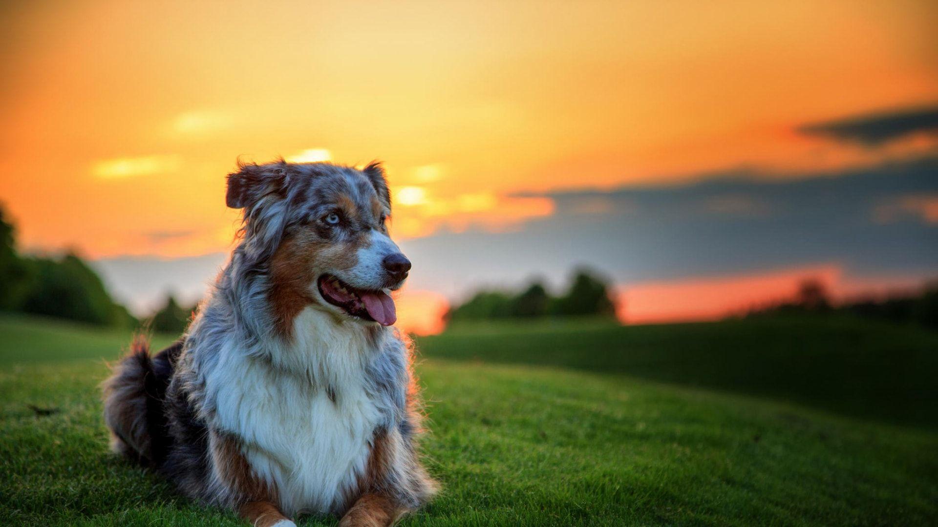 Australian Shepherds Wallpapers Wallpaper Cave