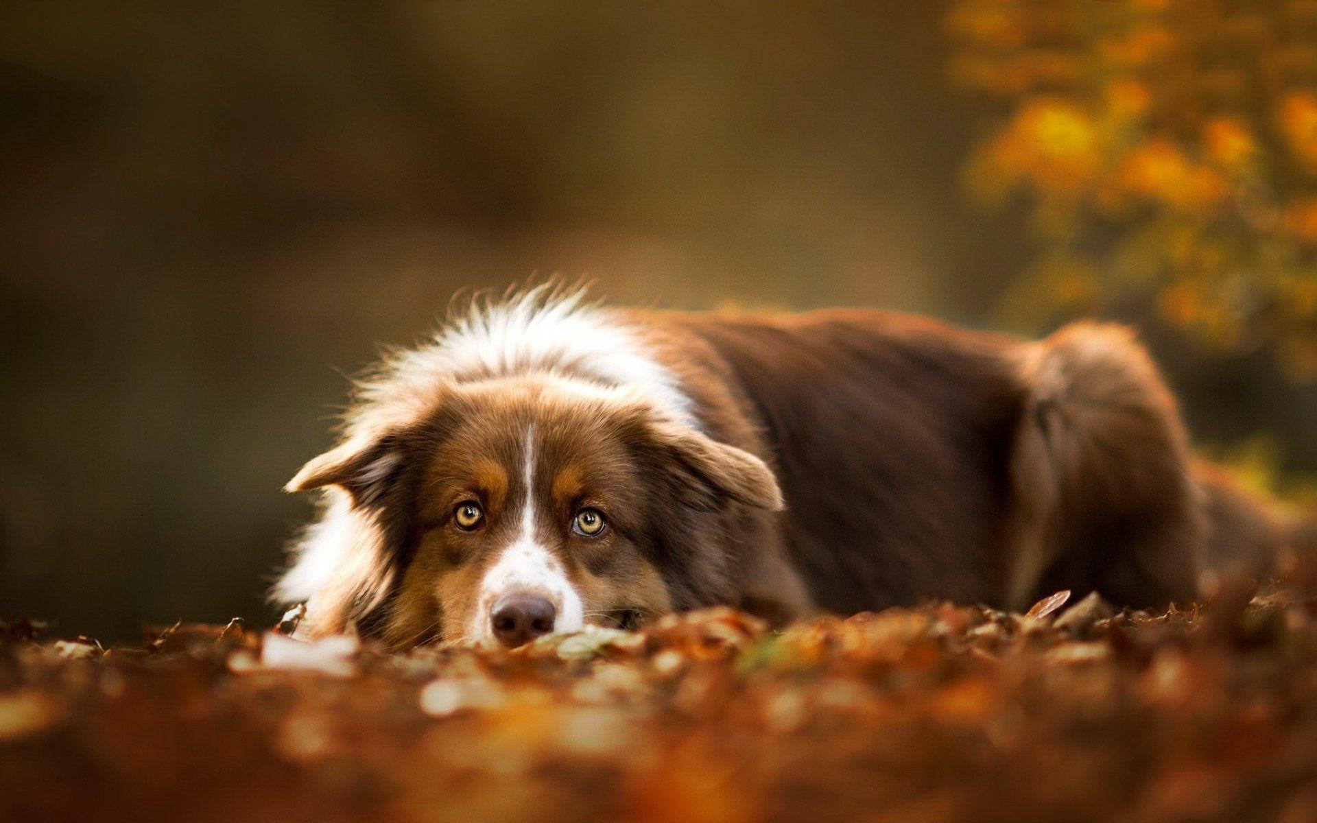 Australian Shepherds Wallpapers Wallpaper Cave
