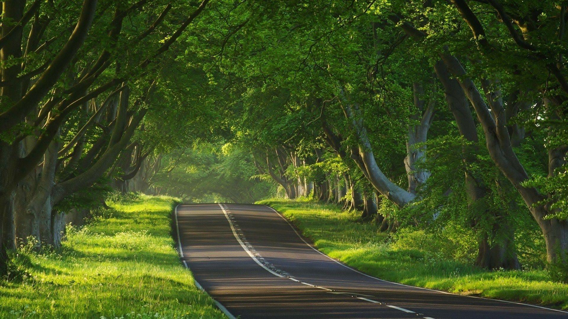 Forest Road Wallpapers Wallpaper Cave