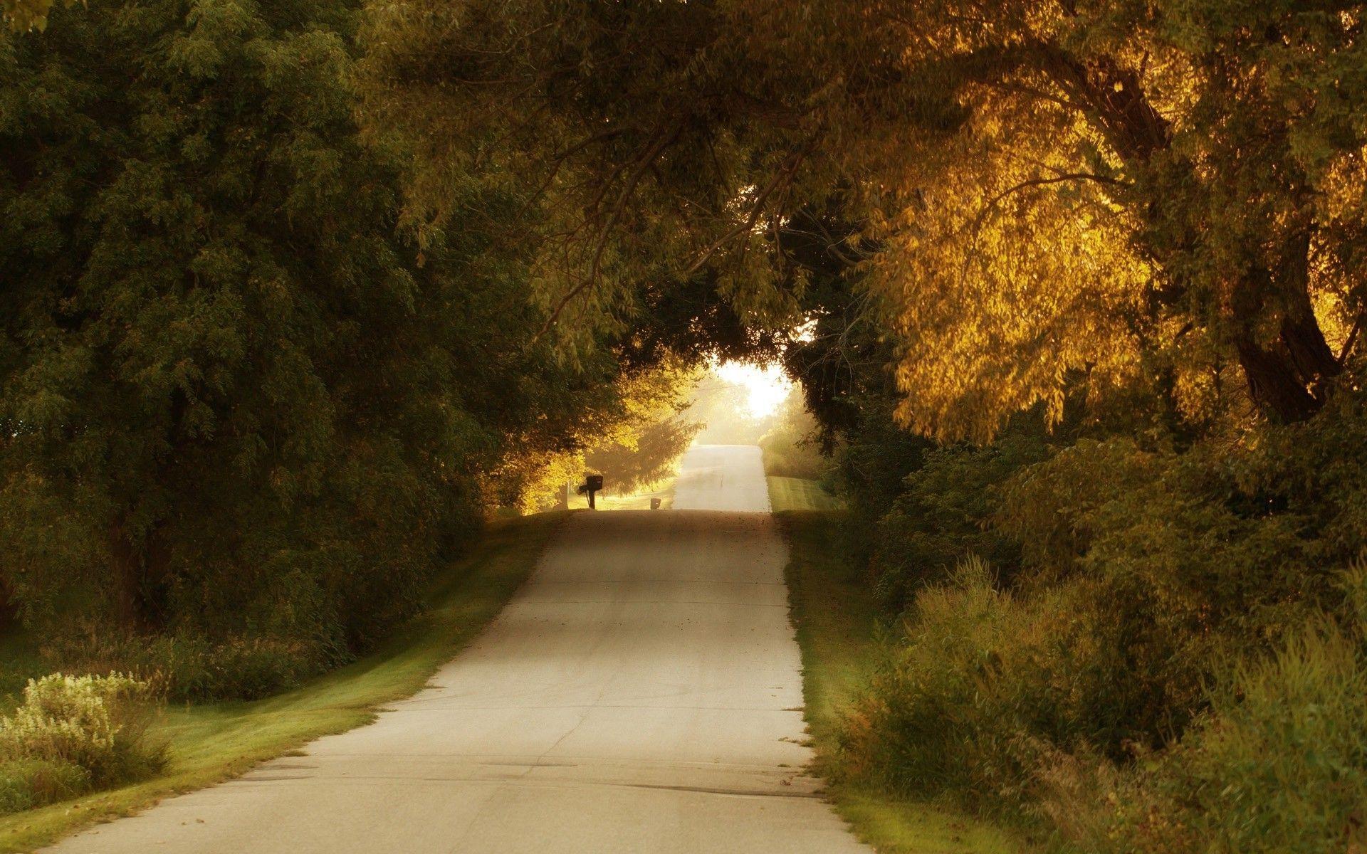 Forest Road Wallpapers Wallpaper Cave