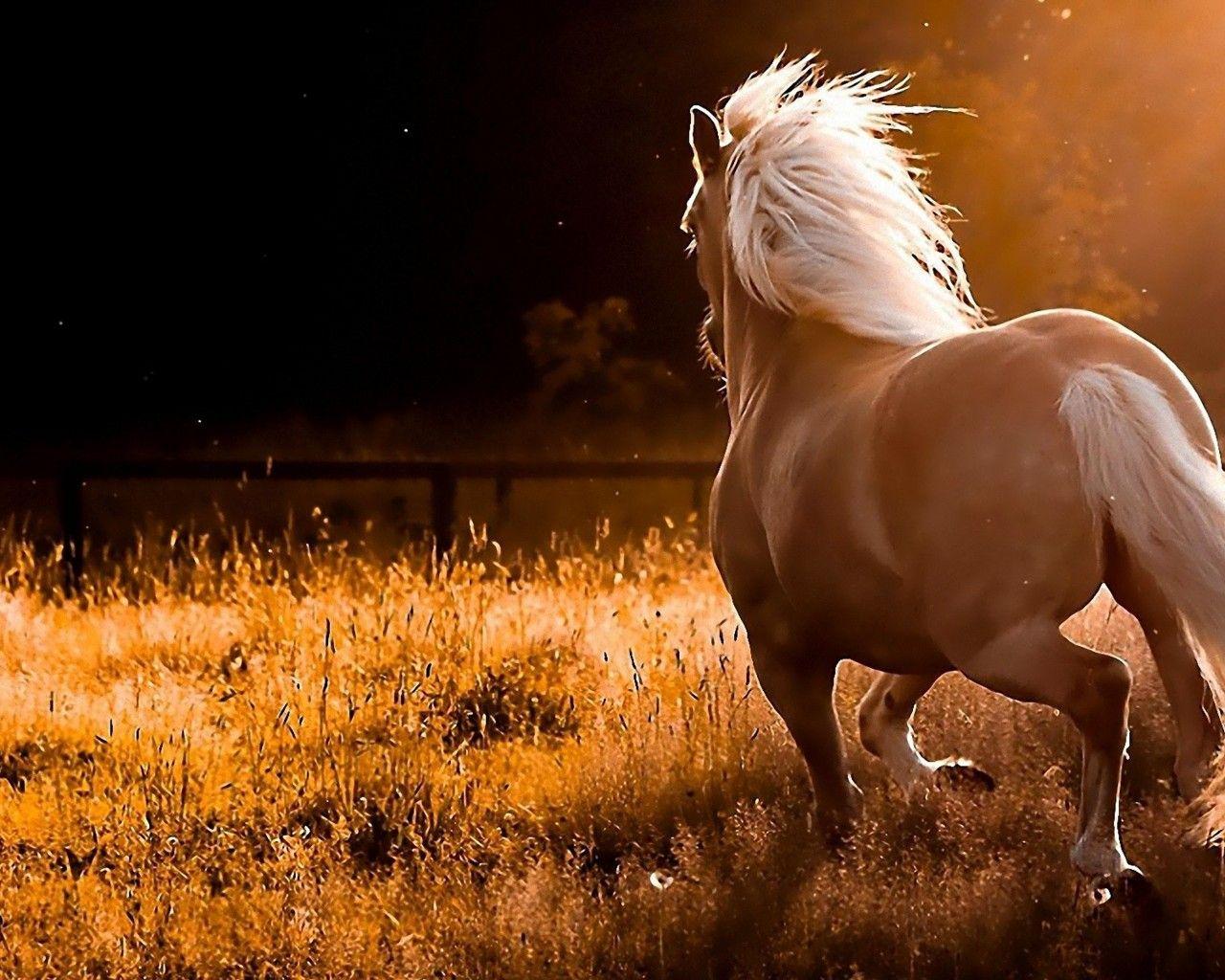 Running Horse Wallpapers Wallpaper Cave