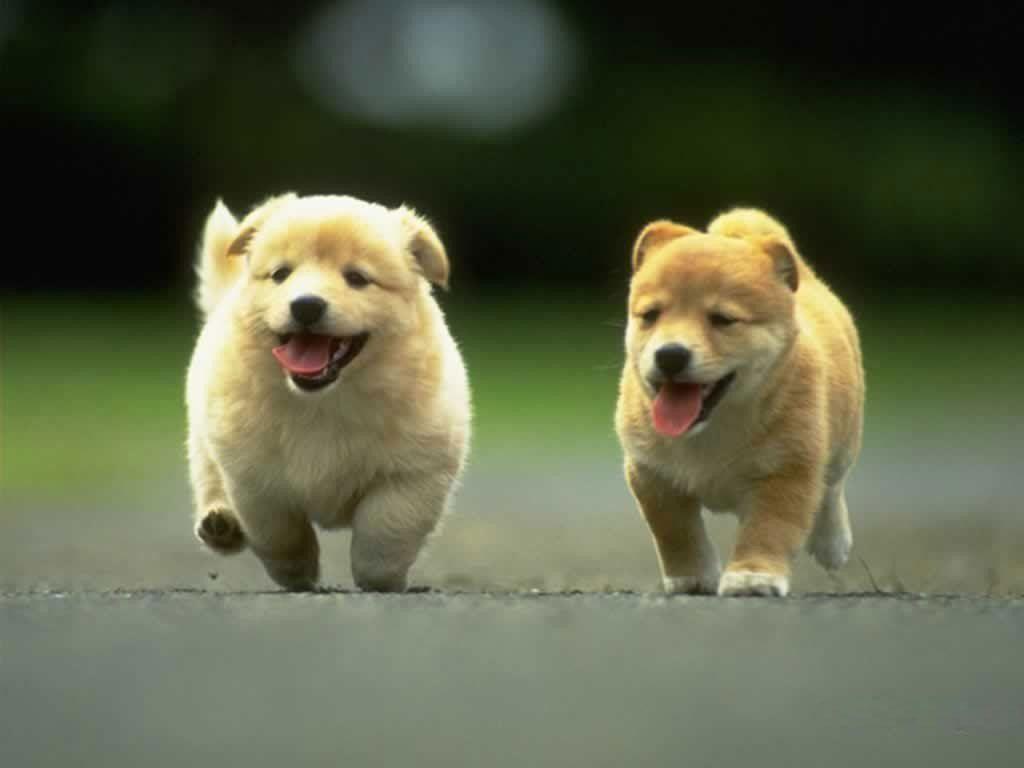 Dog Breeds Wallpapers Wallpaper Cave