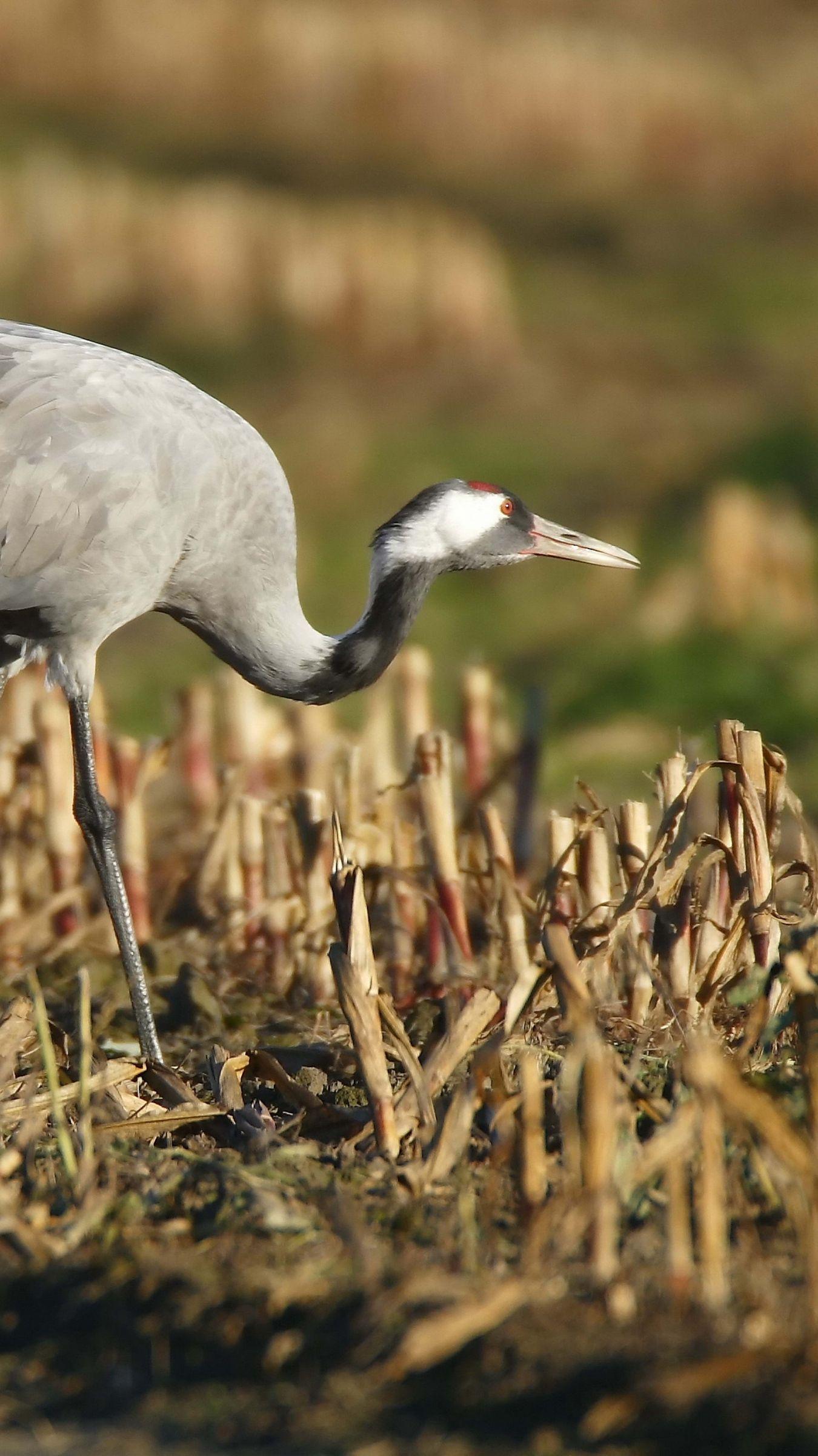 Crane Bird Wallpapers Wallpaper Cave