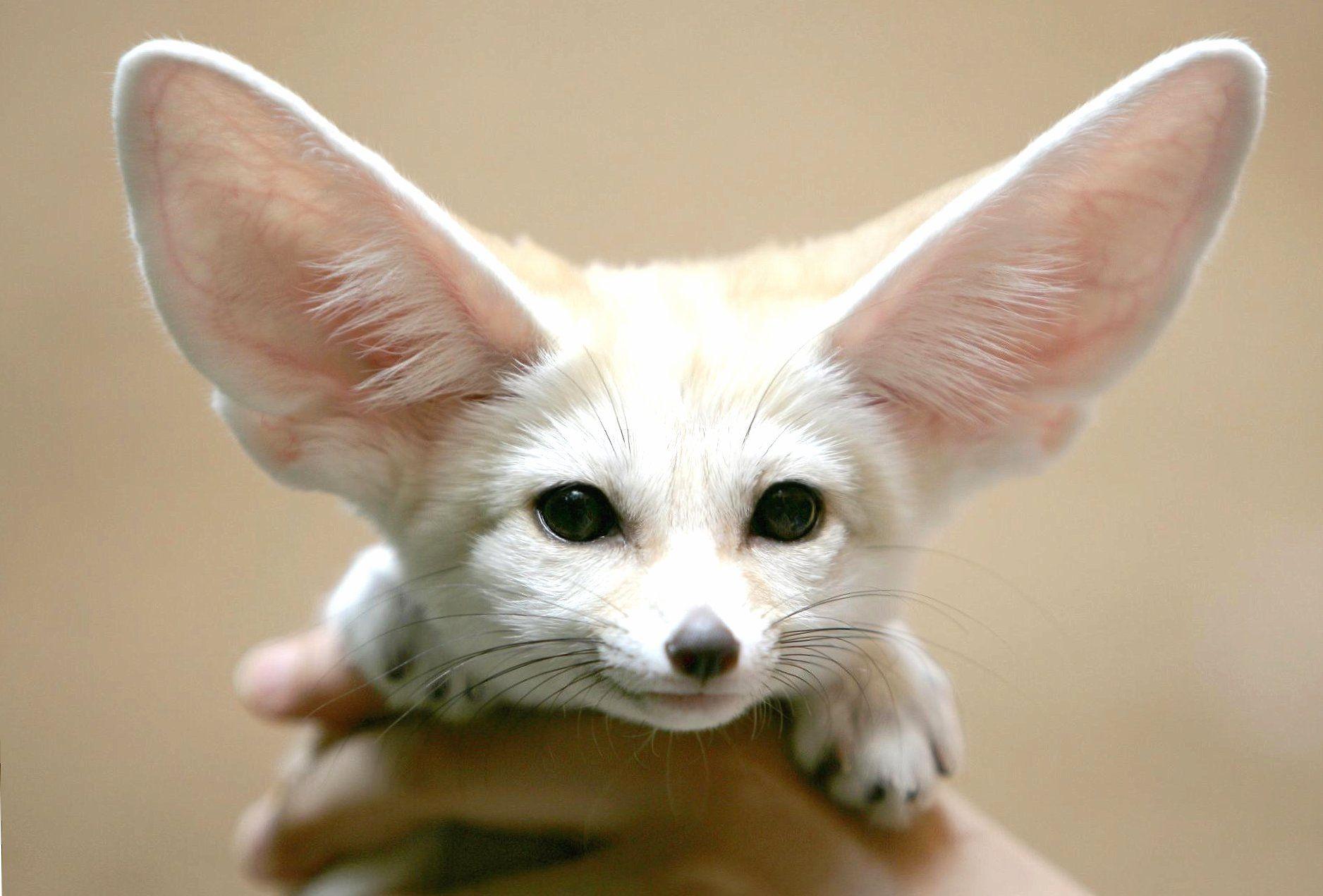 Fennec Wallpapers Wallpaper Cave