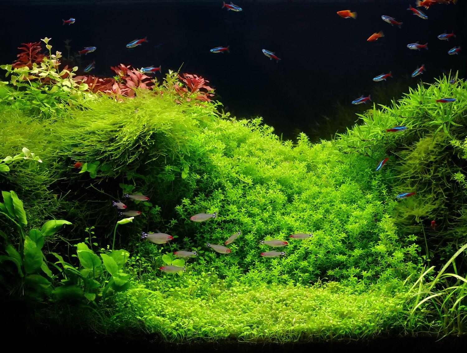 Aquascape Wallpapers Wallpaper Cave