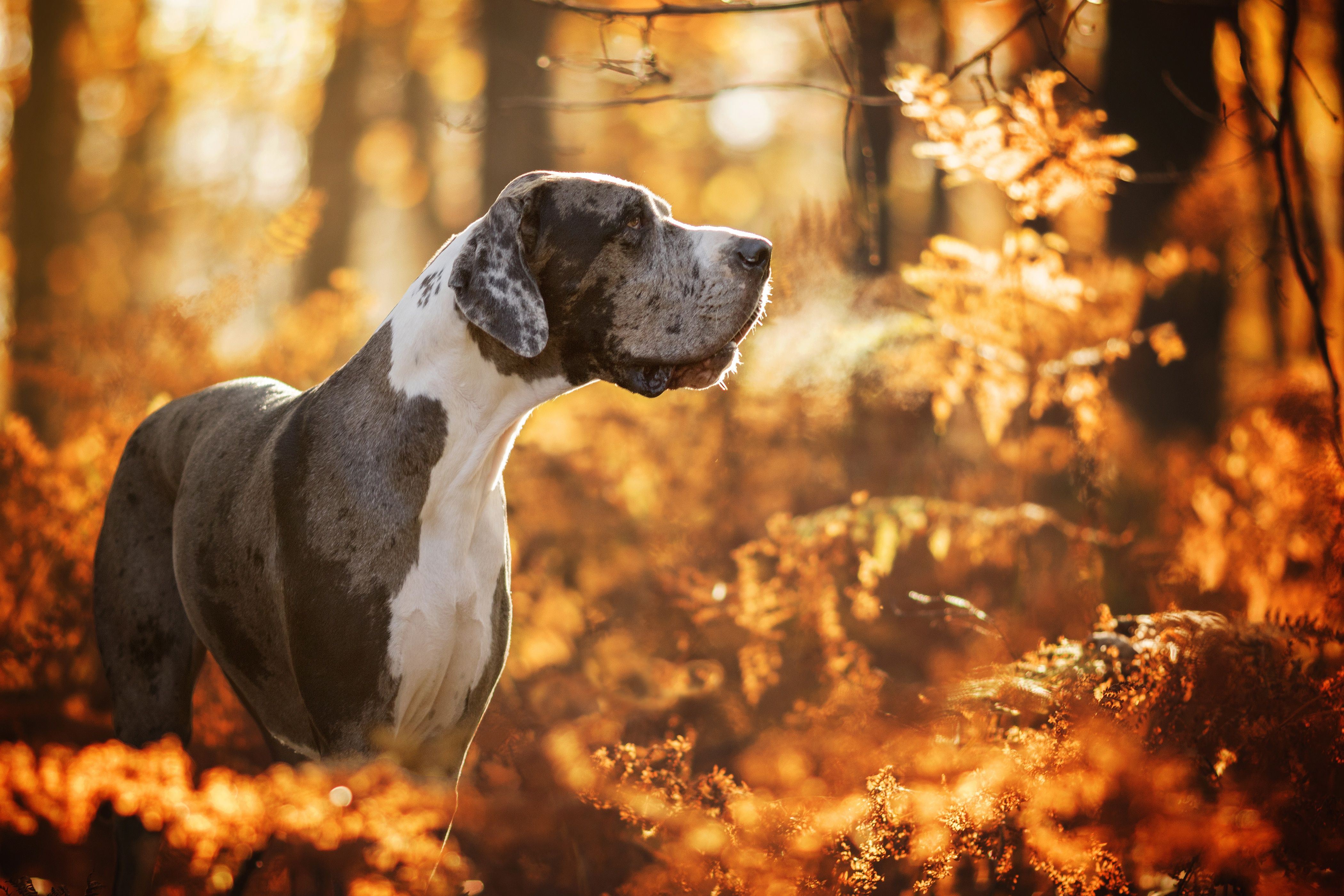 Great Dane Wallpapers Wallpaper Cave