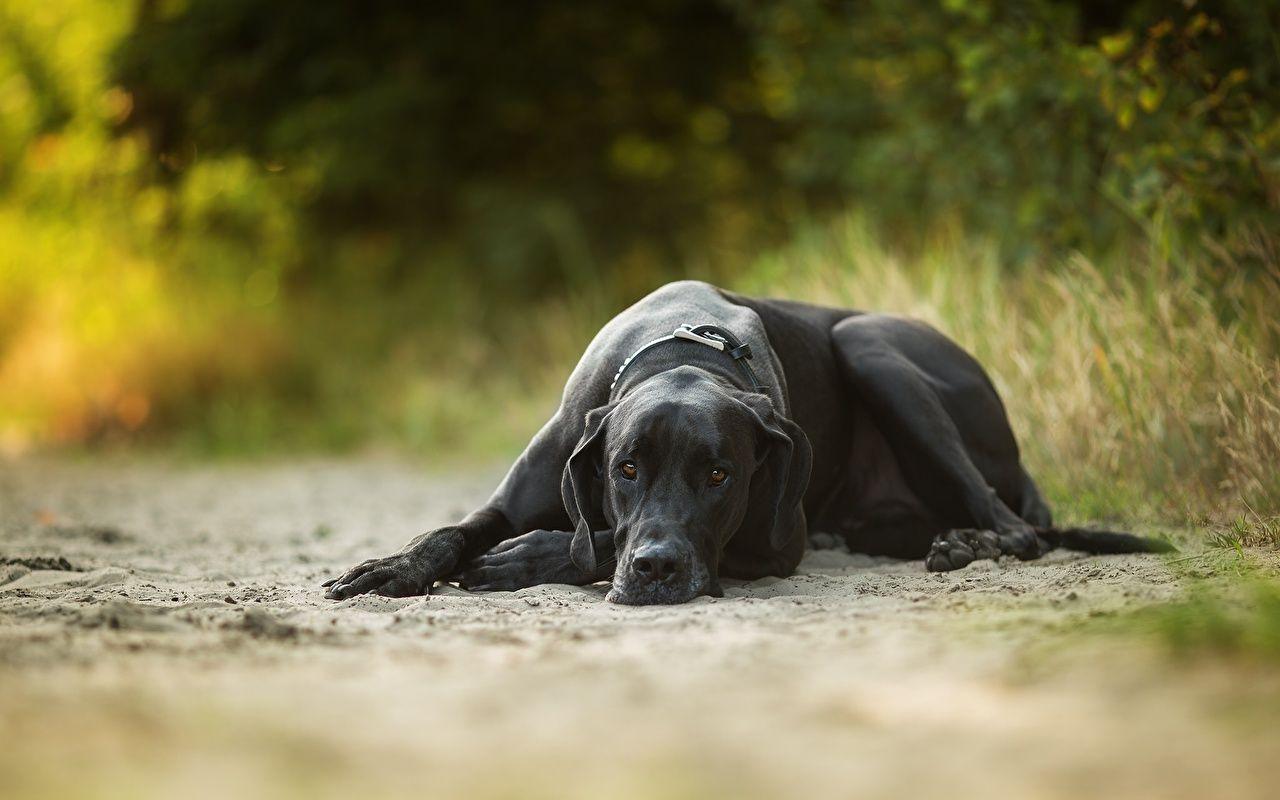 Great Dane Wallpapers Wallpaper Cave
