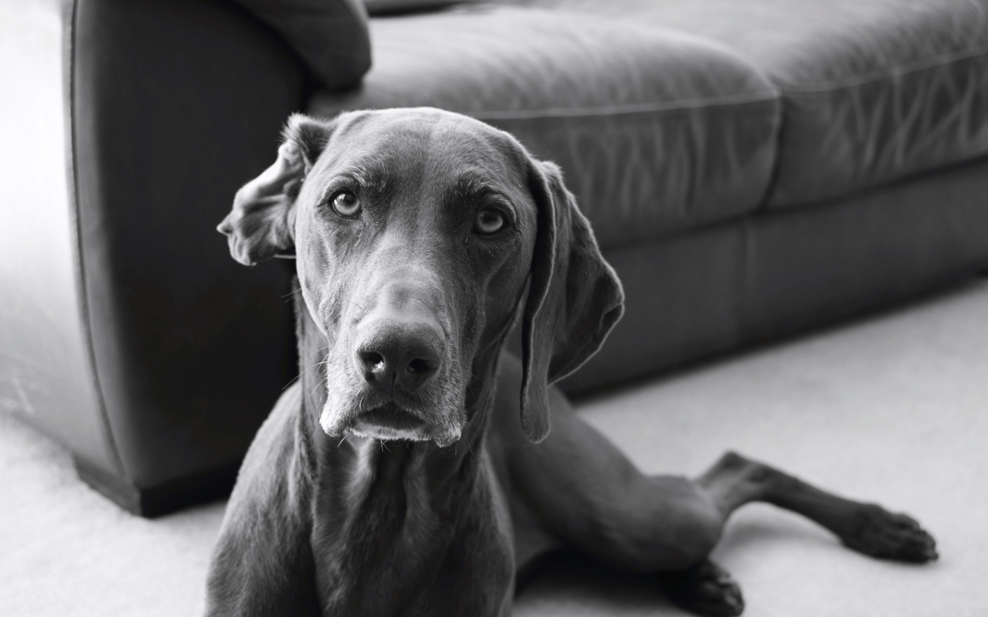 Great Dane Wallpapers Wallpaper Cave