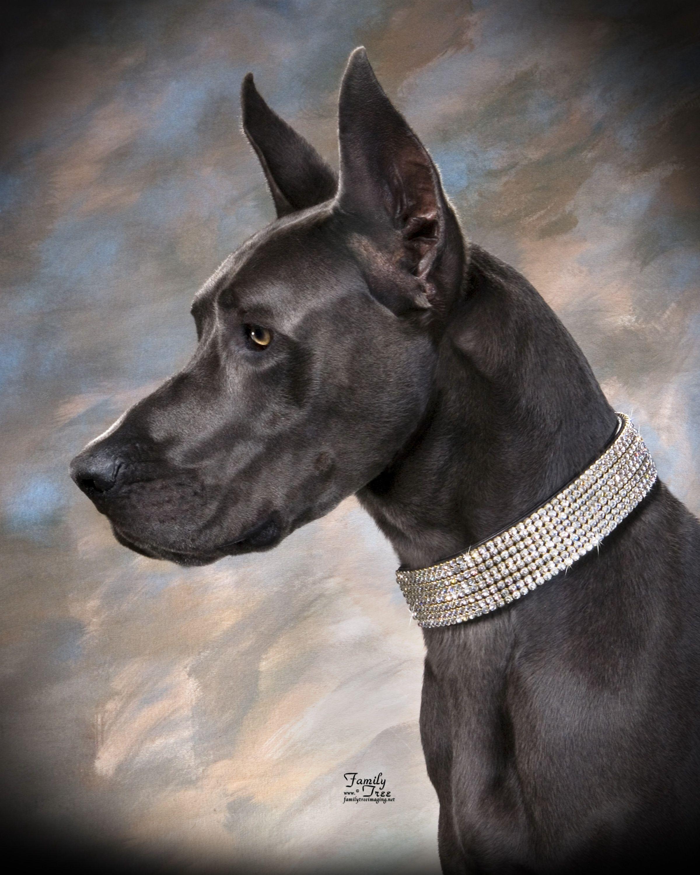 Great Dane Wallpapers Wallpaper Cave