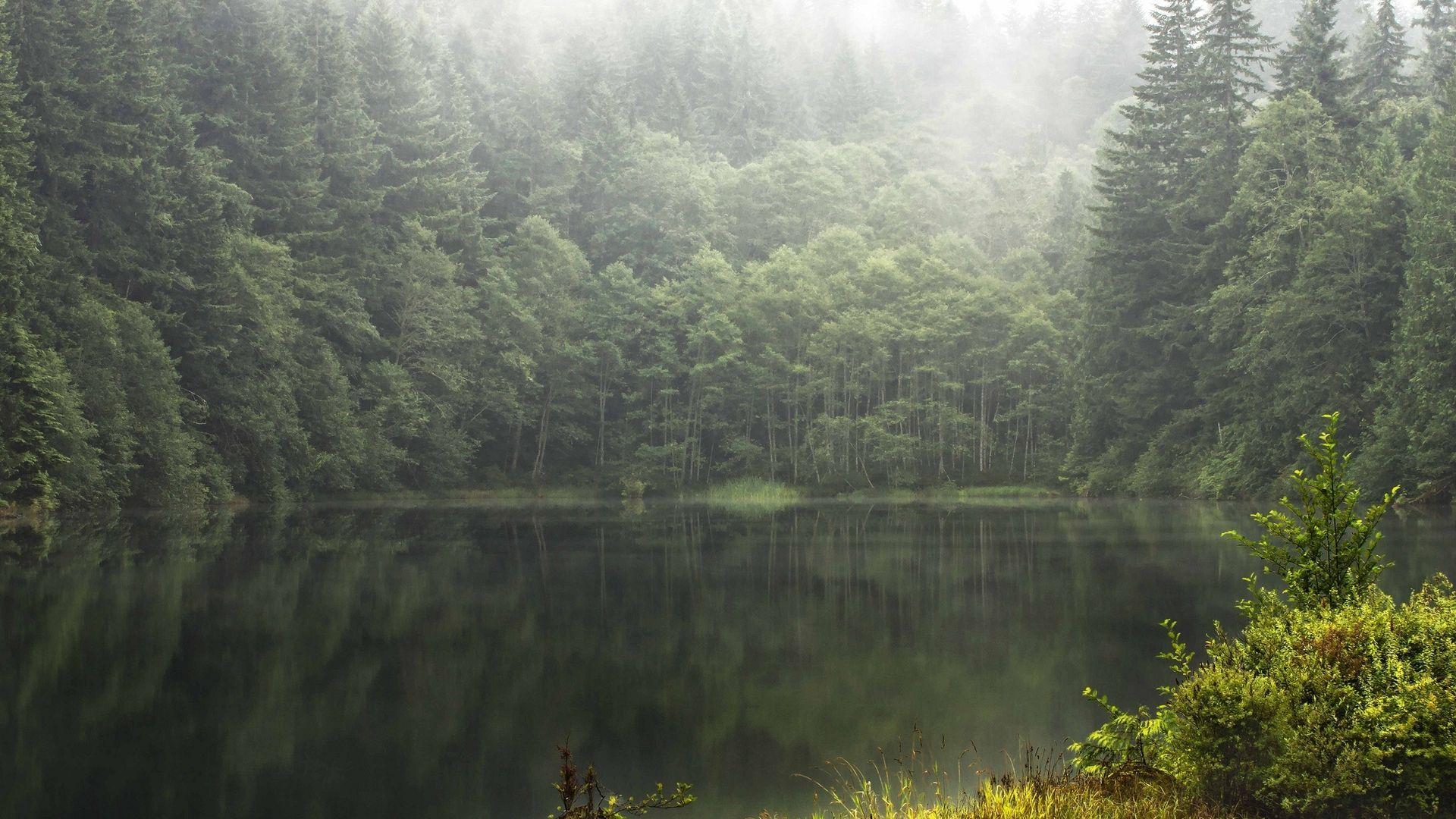 Foggy Forest Wallpapers Wallpaper Cave