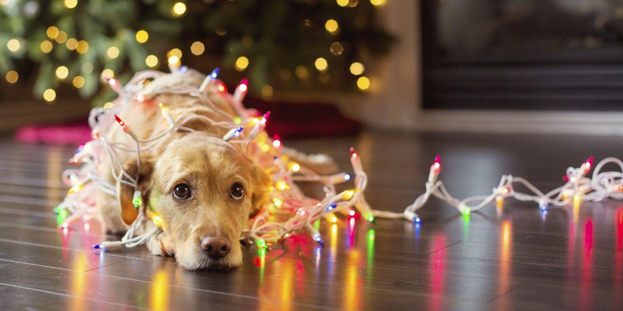 Christmas Dog Light Wallpapers Wallpaper Cave