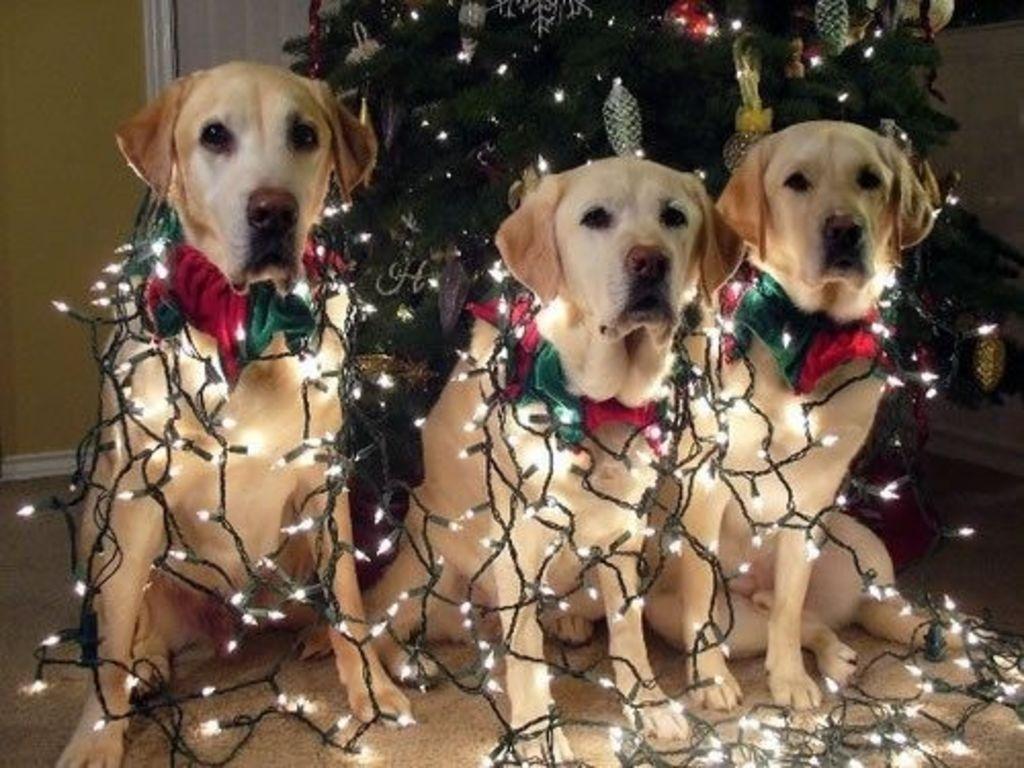 Dogs In Lights Wallpapers Wallpaper Cave