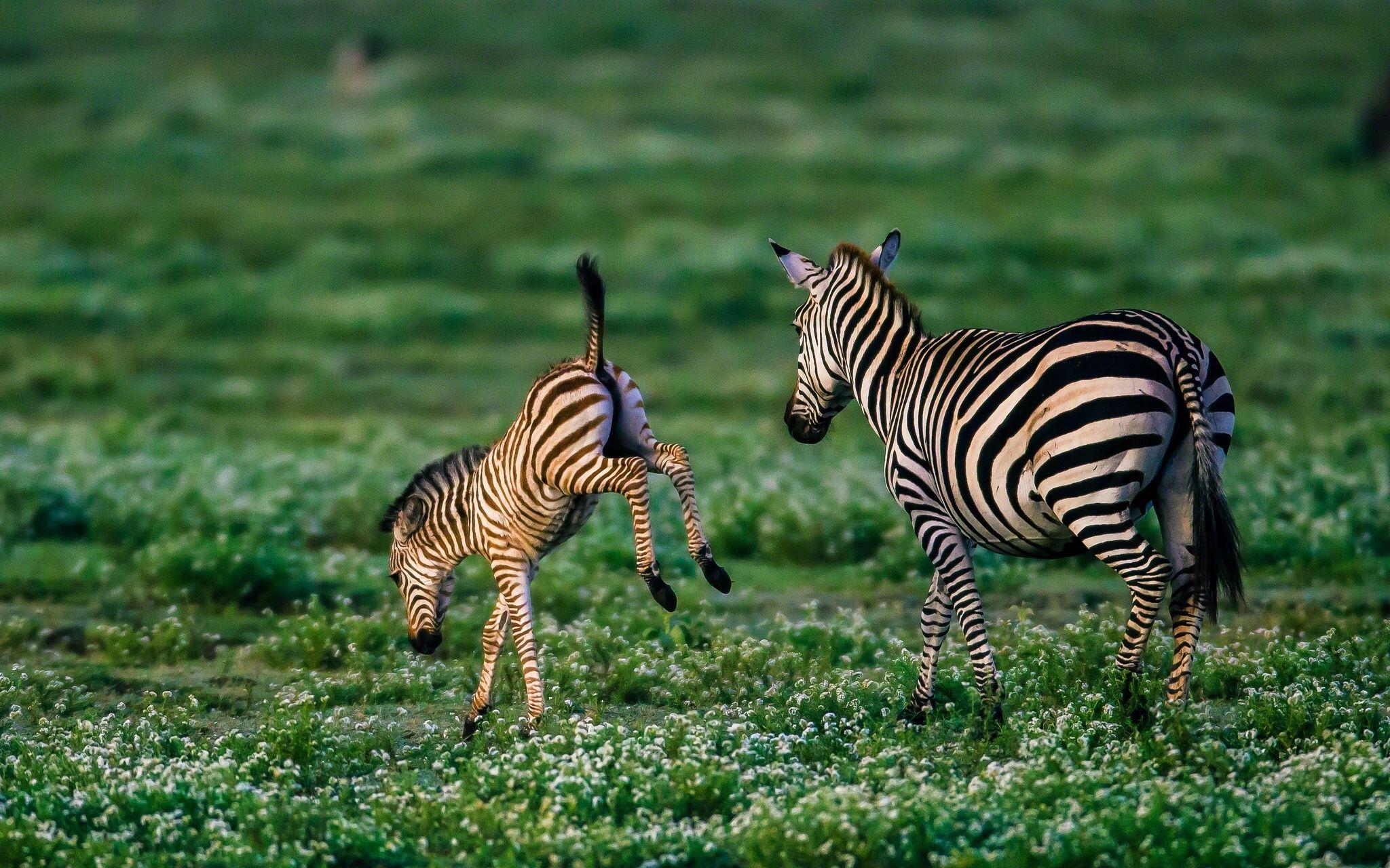 Baby Zebras Wallpapers Wallpaper Cave