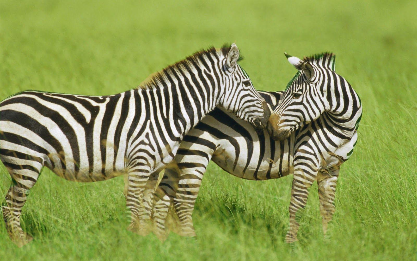 Baby Zebras Wallpapers Wallpaper Cave