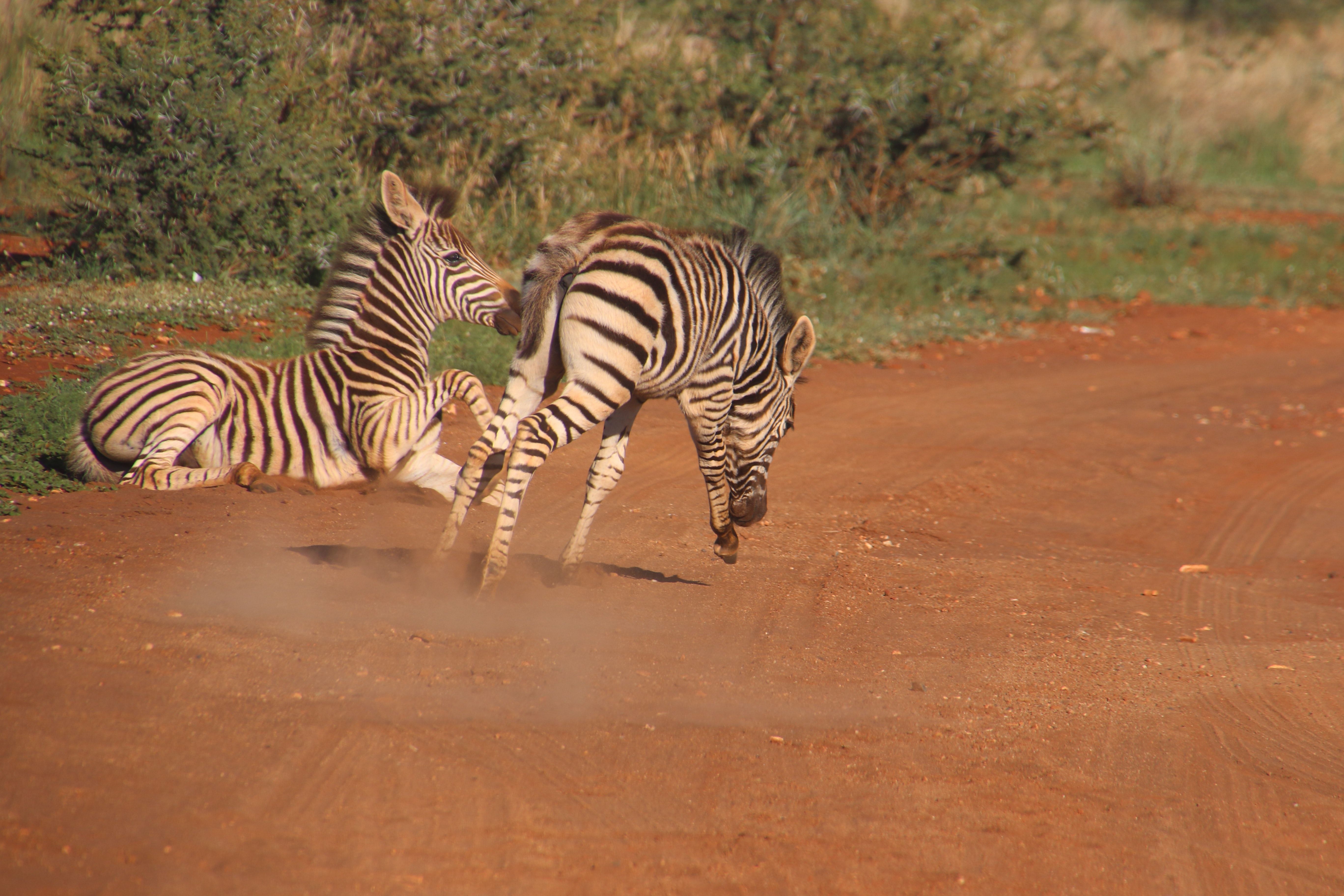 Baby Zebras Wallpapers Wallpaper Cave