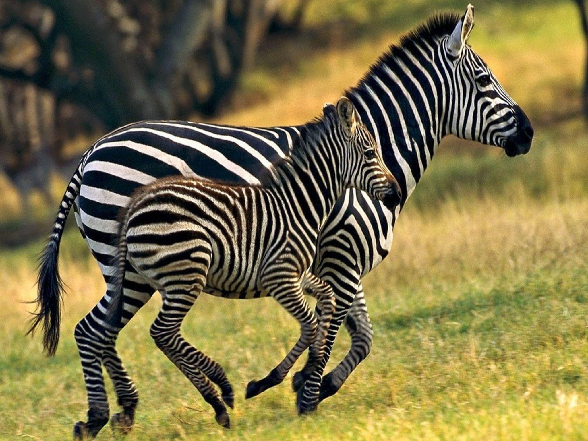 Baby Zebras Wallpapers Wallpaper Cave