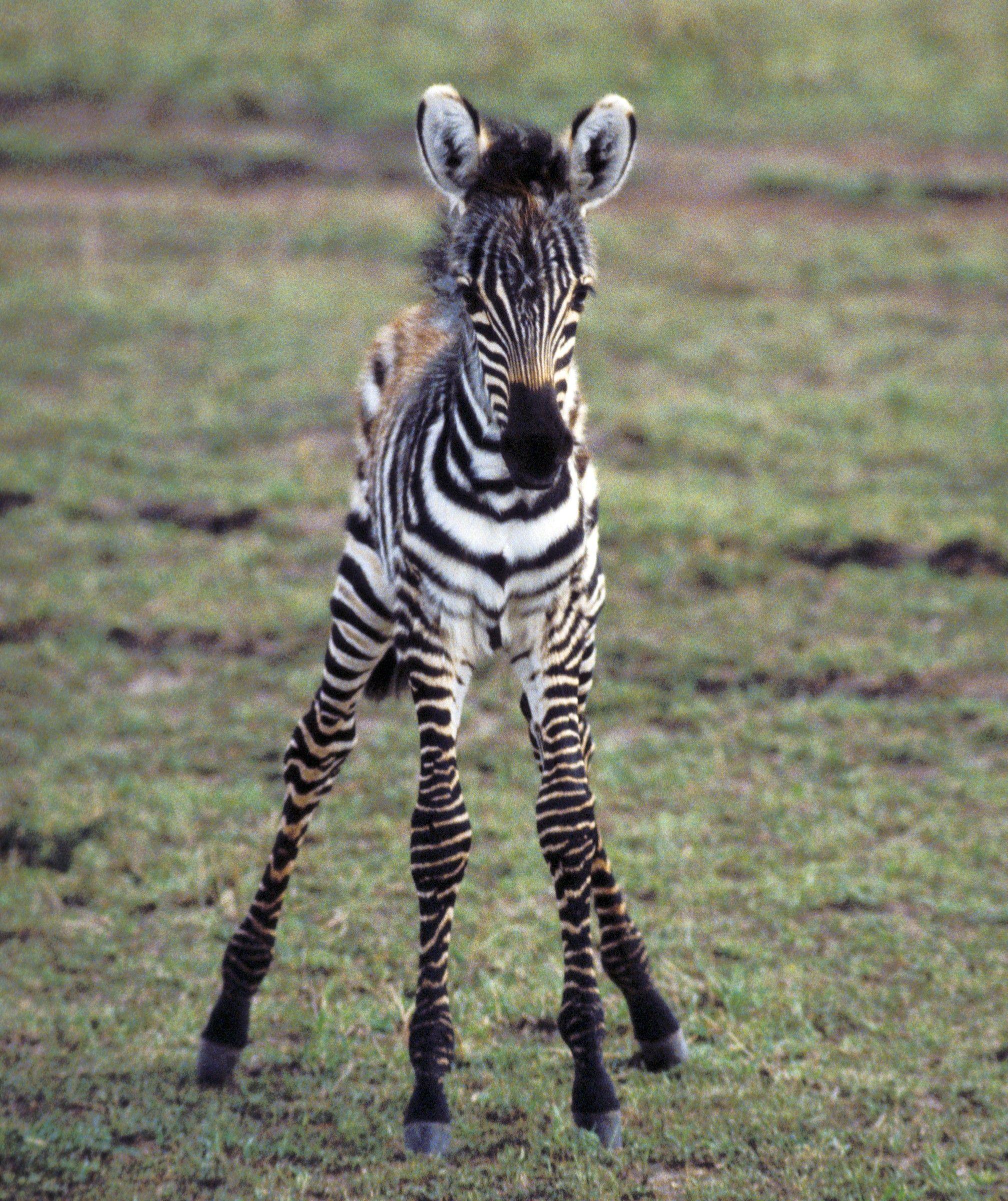 Baby Zebras Wallpapers Wallpaper Cave